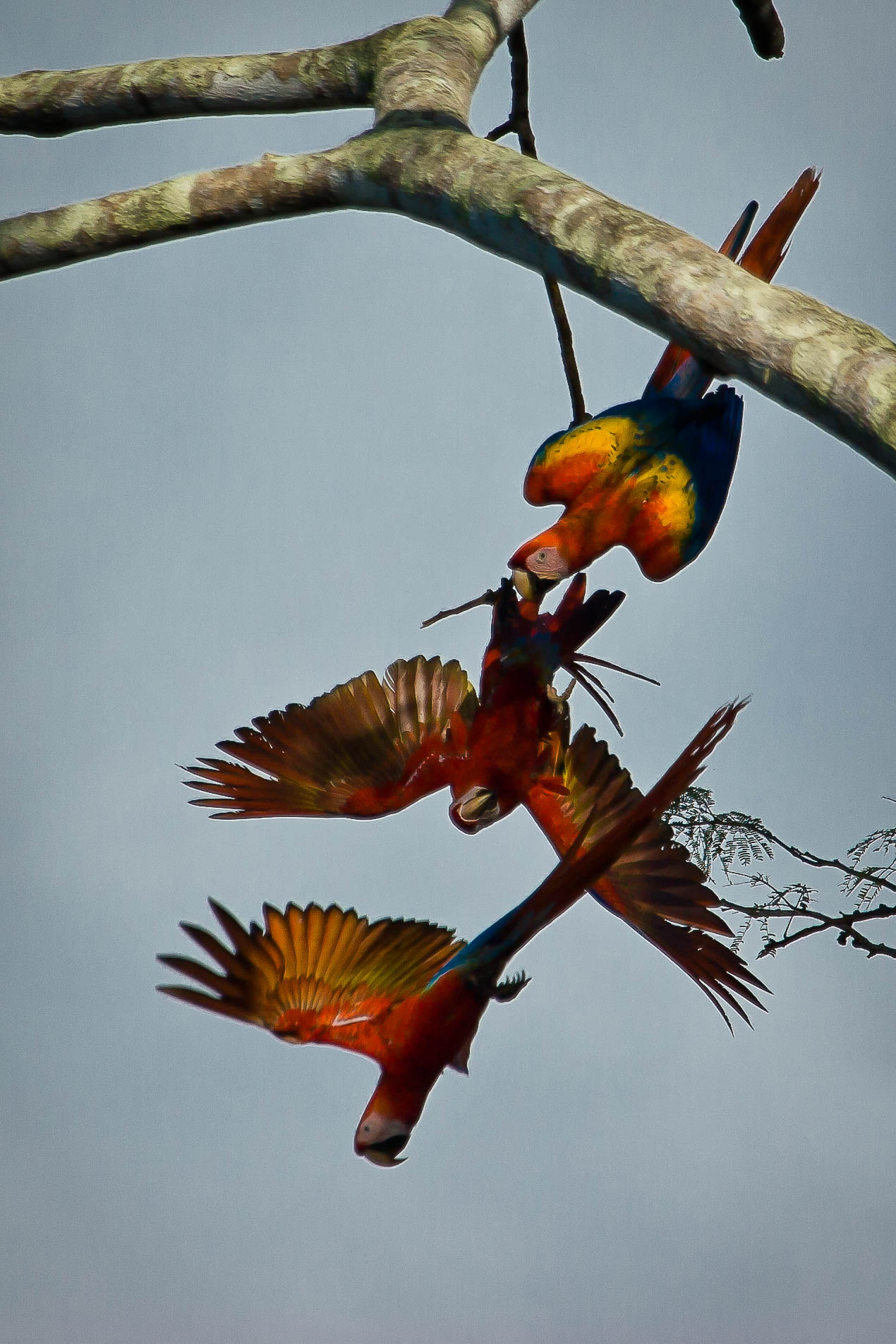 Three Scarlet Macaws hanging on a tree