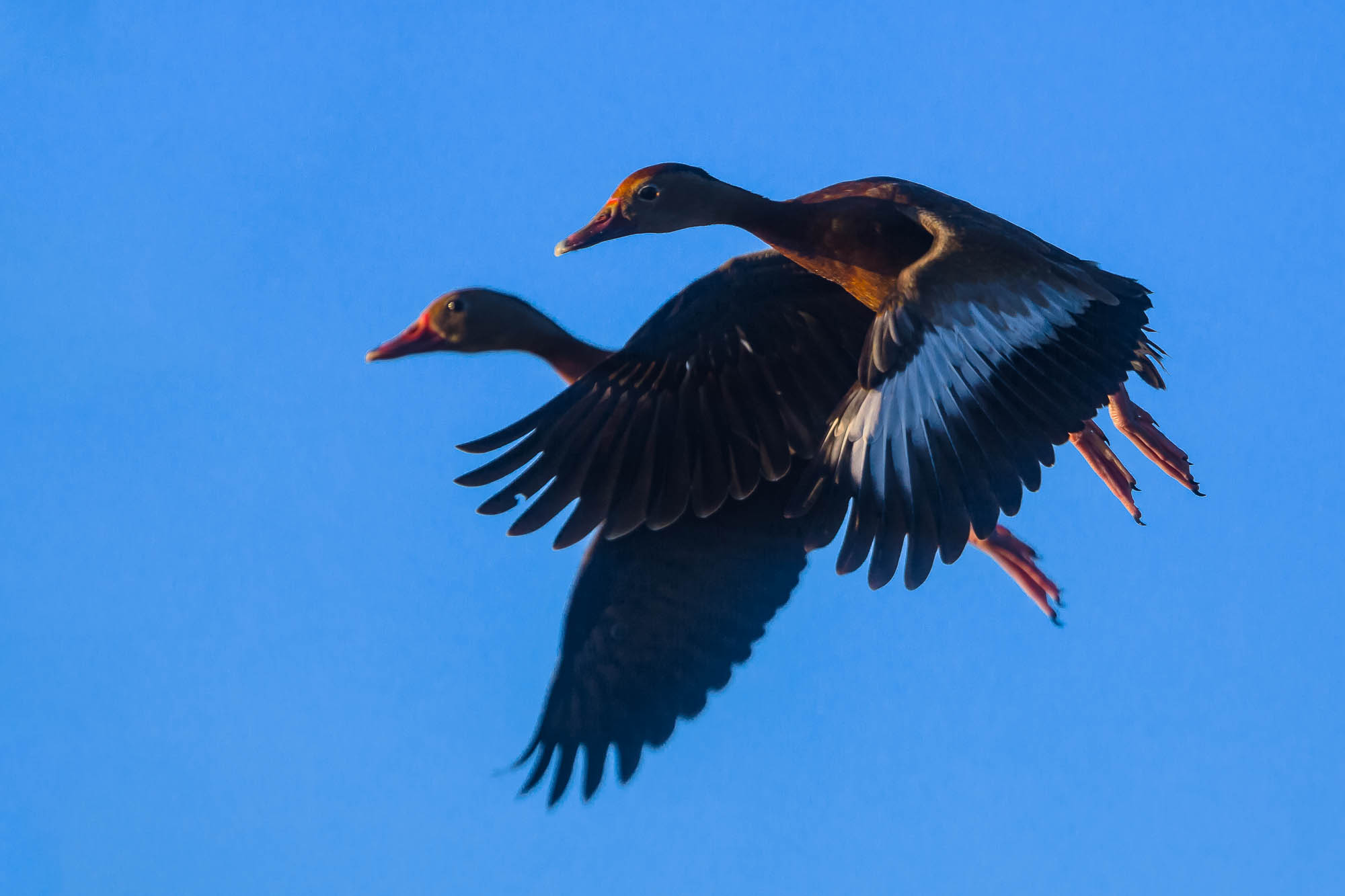 We fly into the morning