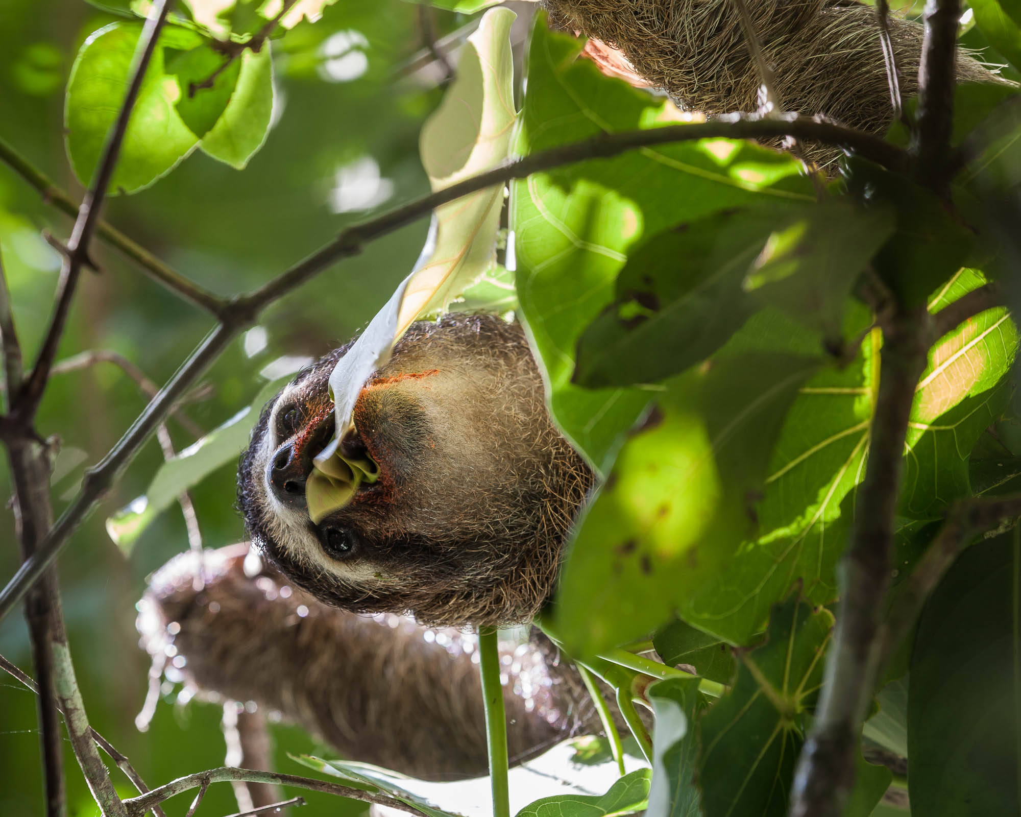 Three-toed sloth in Cahuita National Park, Costa Rica