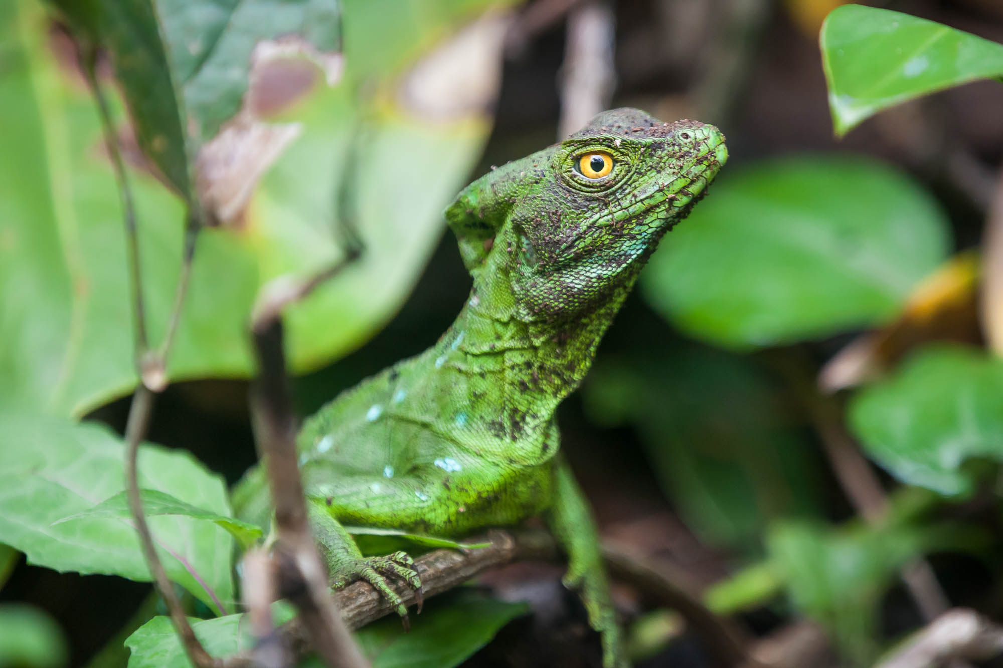 Stirnlappenbasilisk - Plumed basilisk