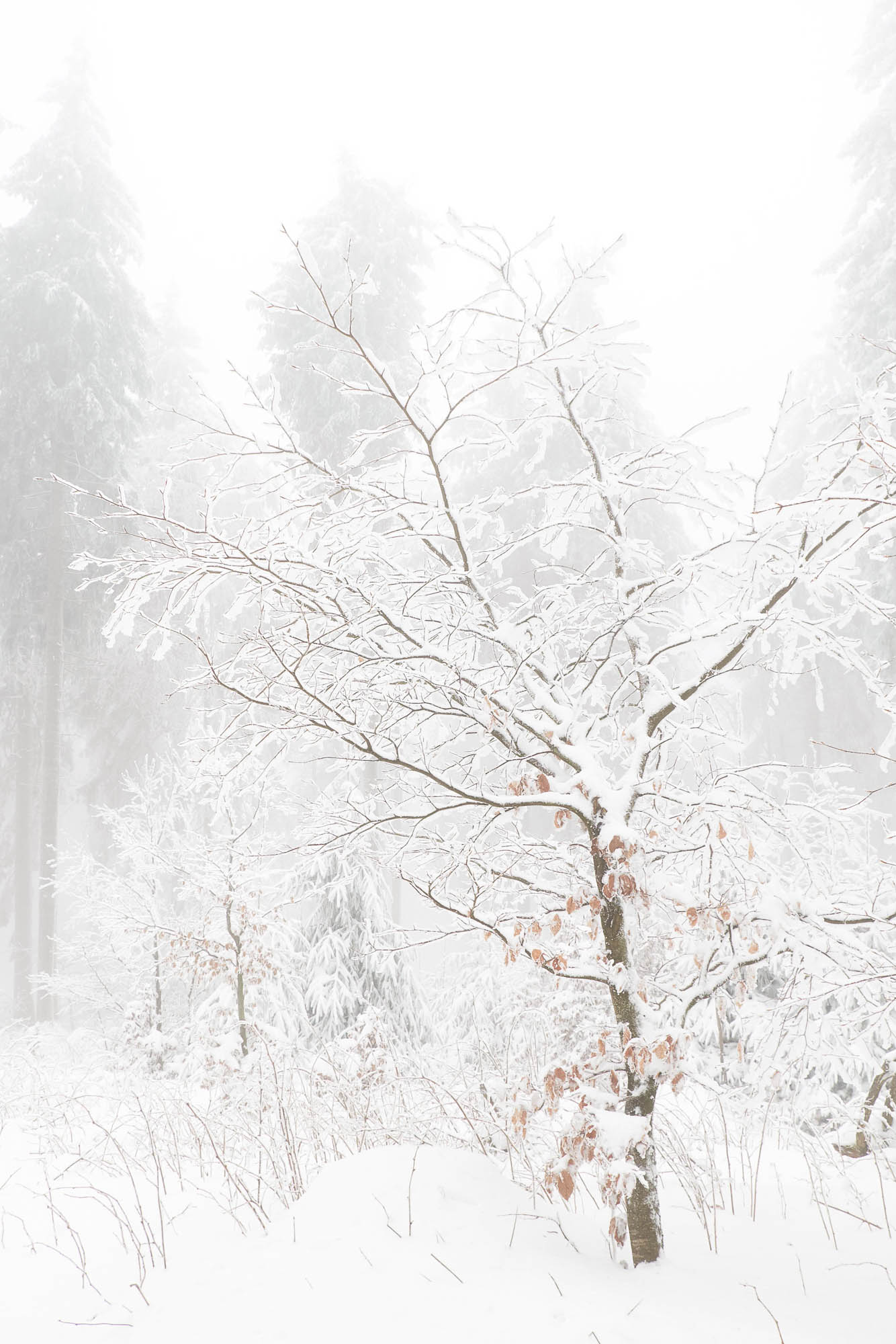 Feldberg Taunus im Winter