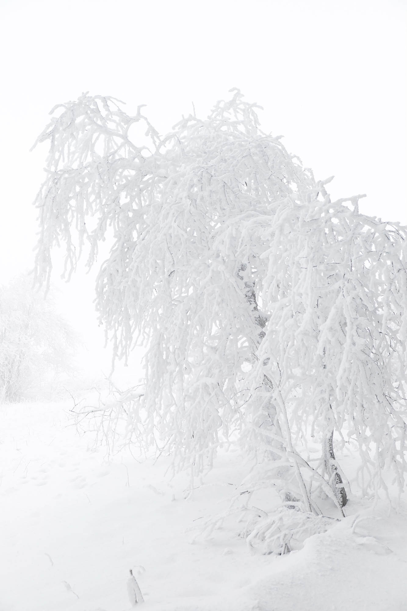 Feldberg Taunus im Winter