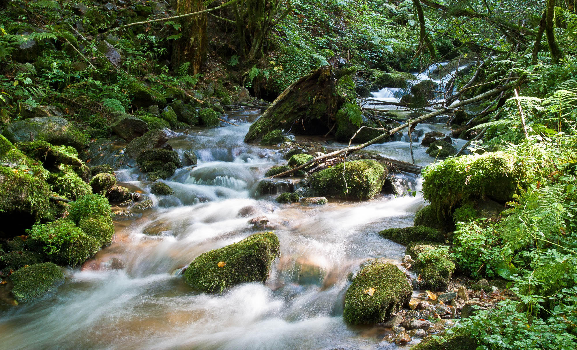 Schwarzwald Feldberg 5
