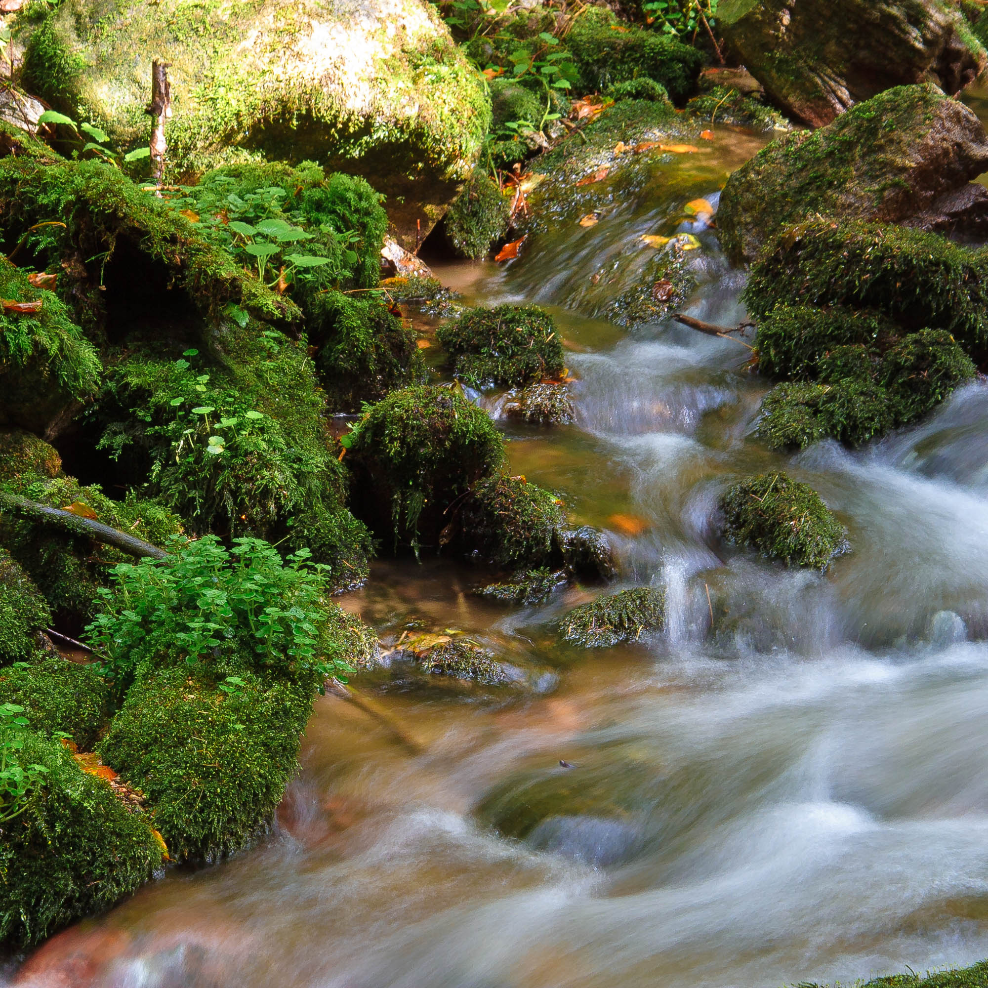 Deutschland - Schwarzwald / Germany - Black Forrest