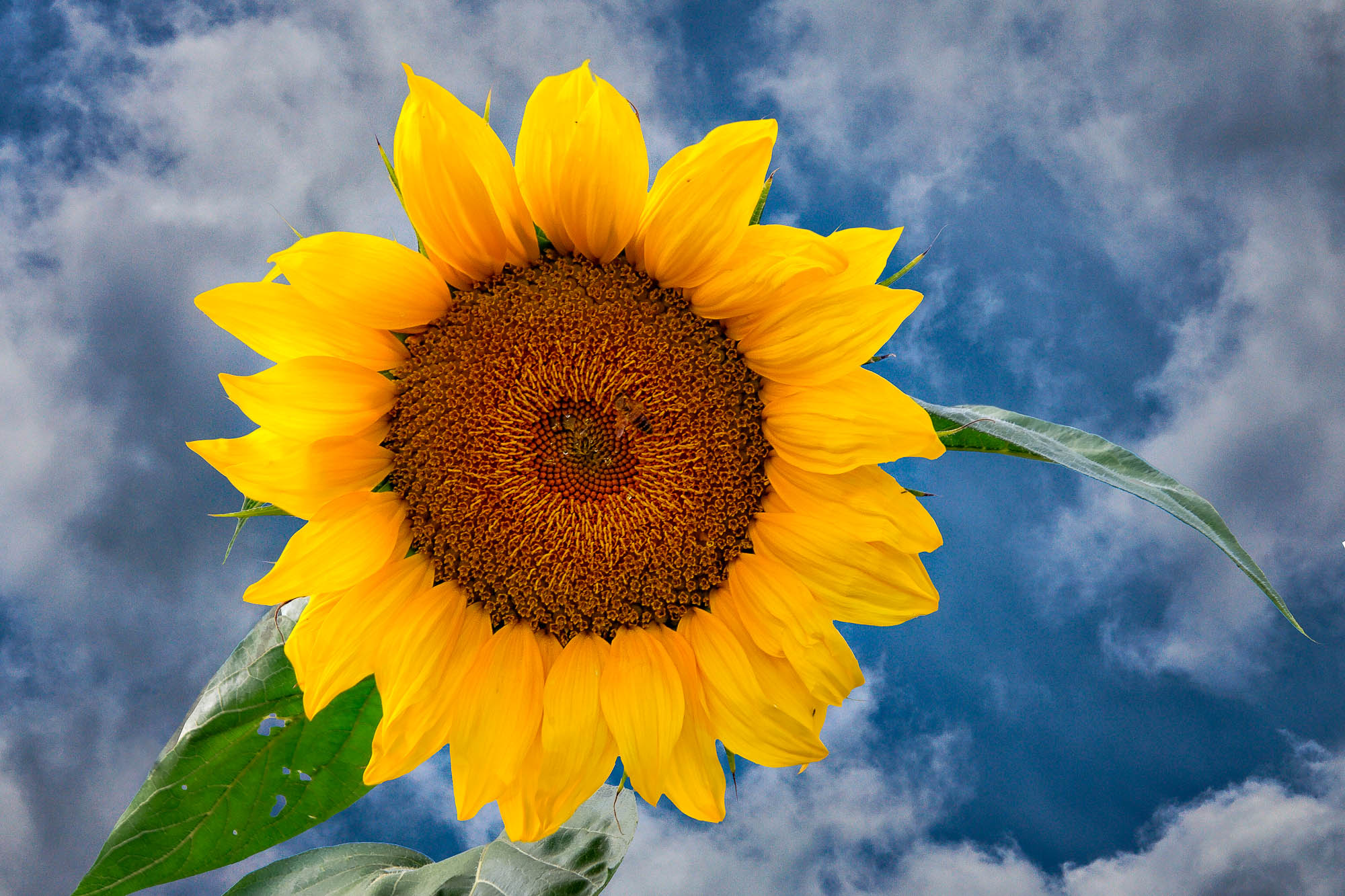 Schwarzwald Kaiserstuhl 5