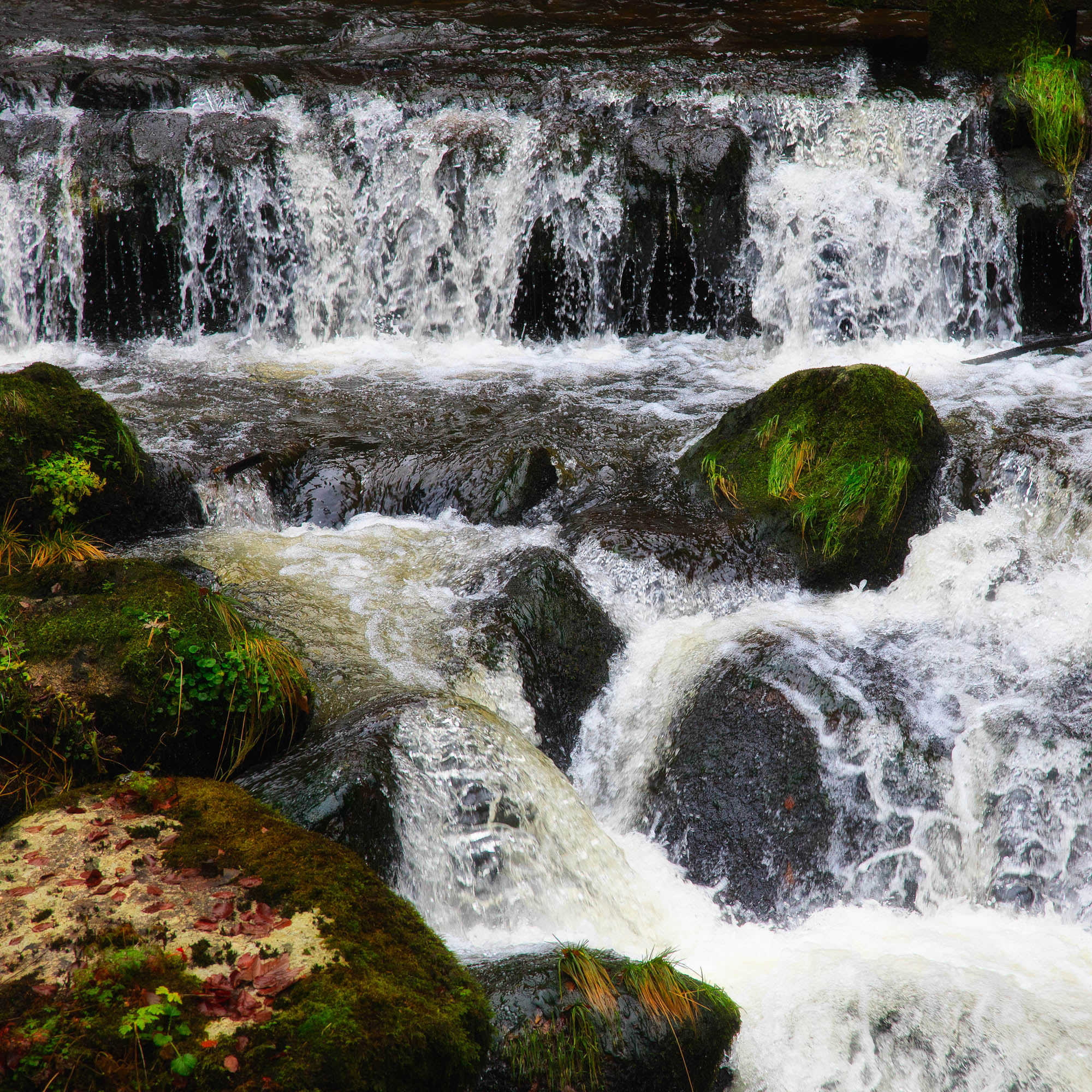 Deutschland - Schwarzwald / Germany - Black Forrest