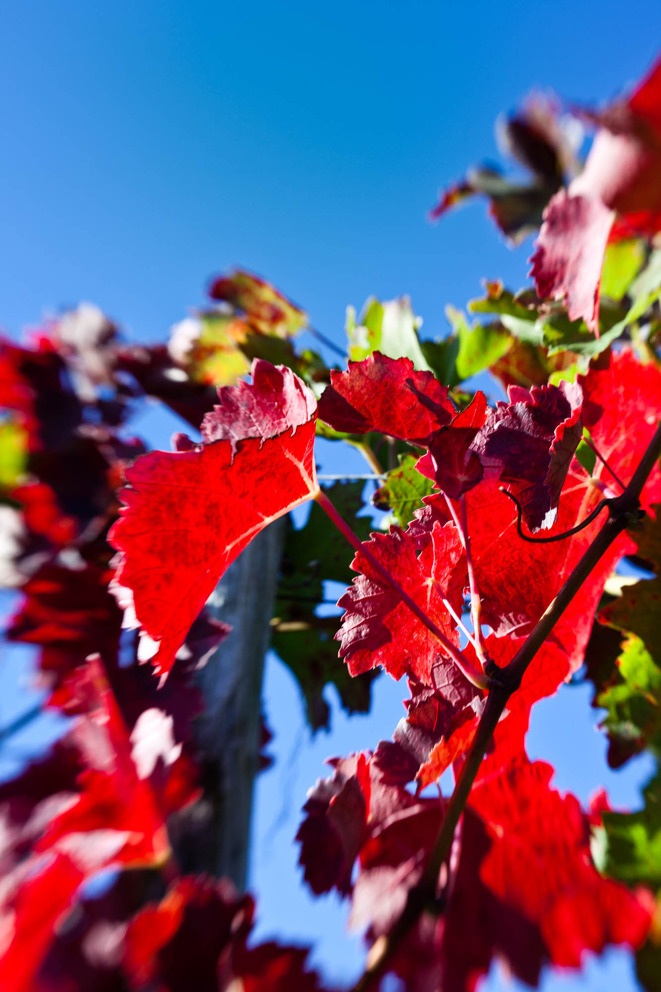 Der Herbst ist da