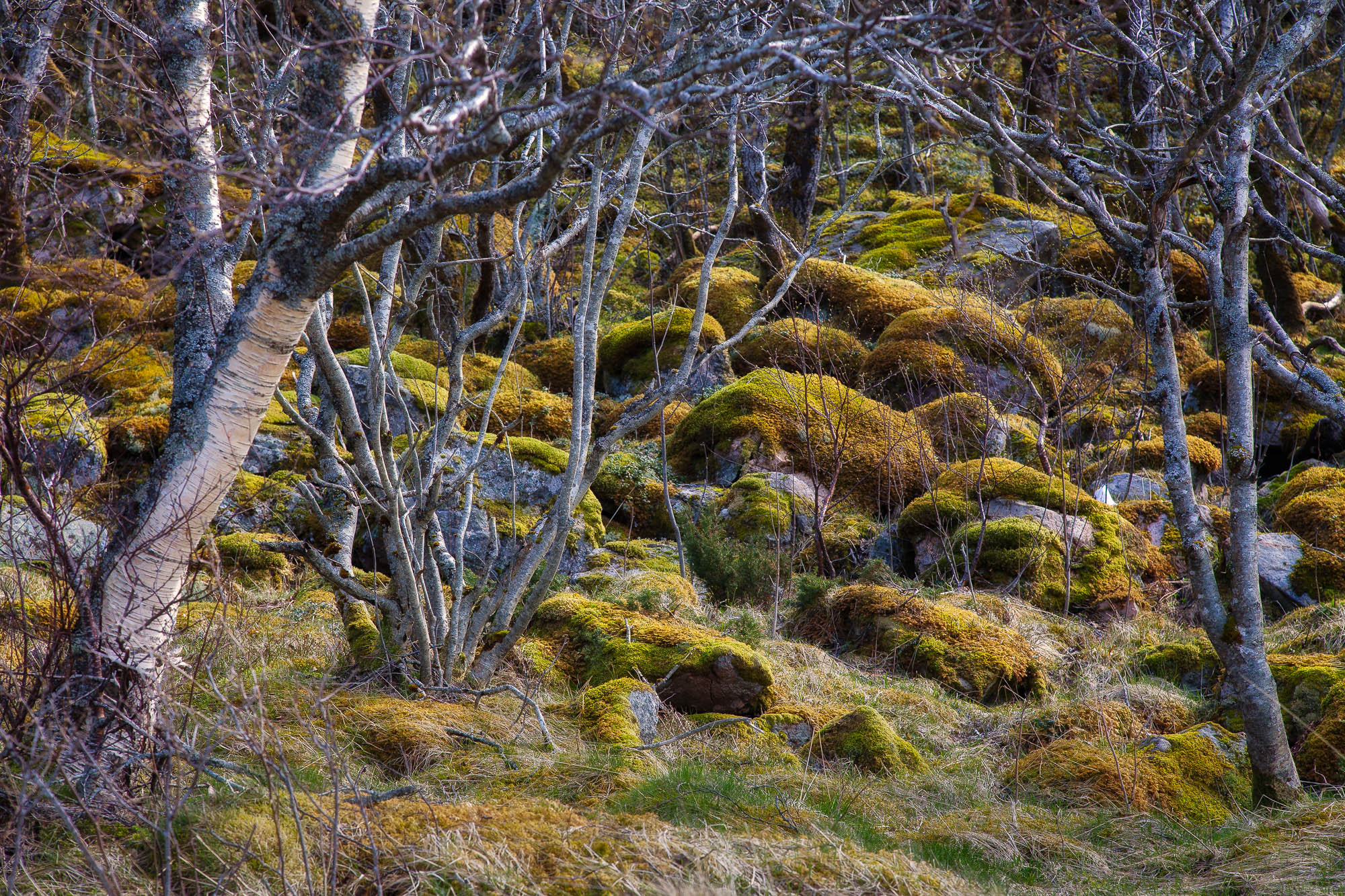 Torghatten