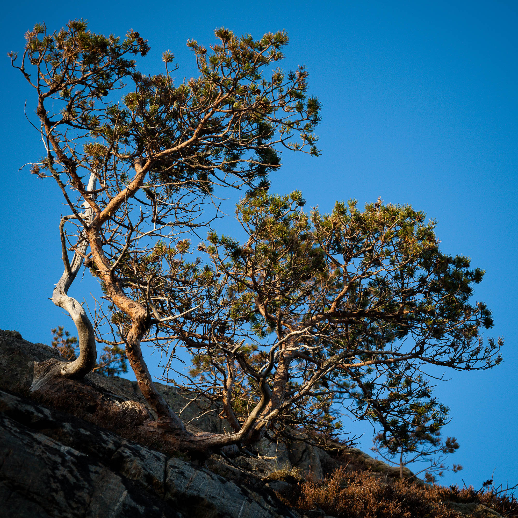 Hestøya, Nærøy