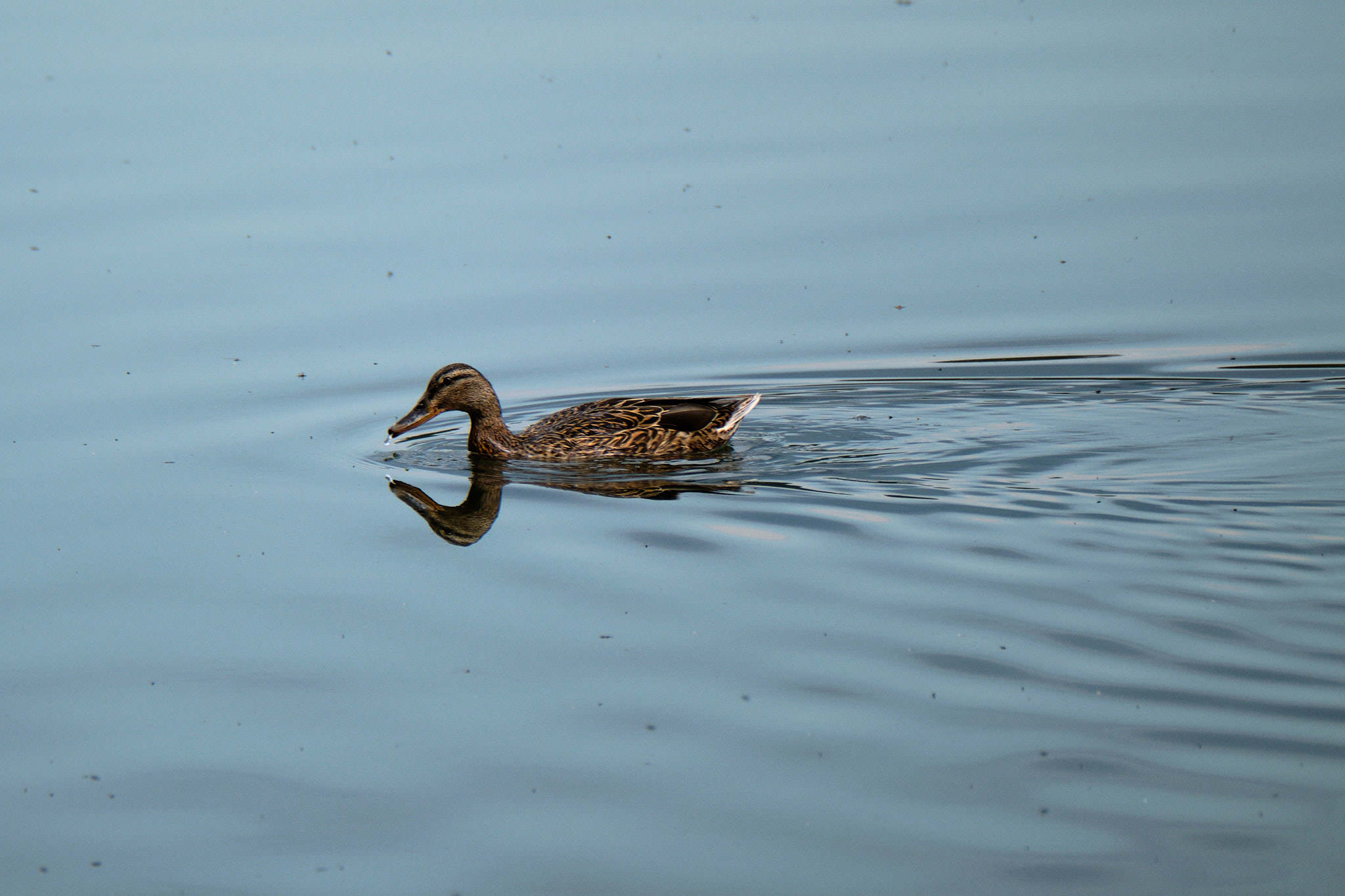 Stockente - Ruciane Nida - Polen - Poland