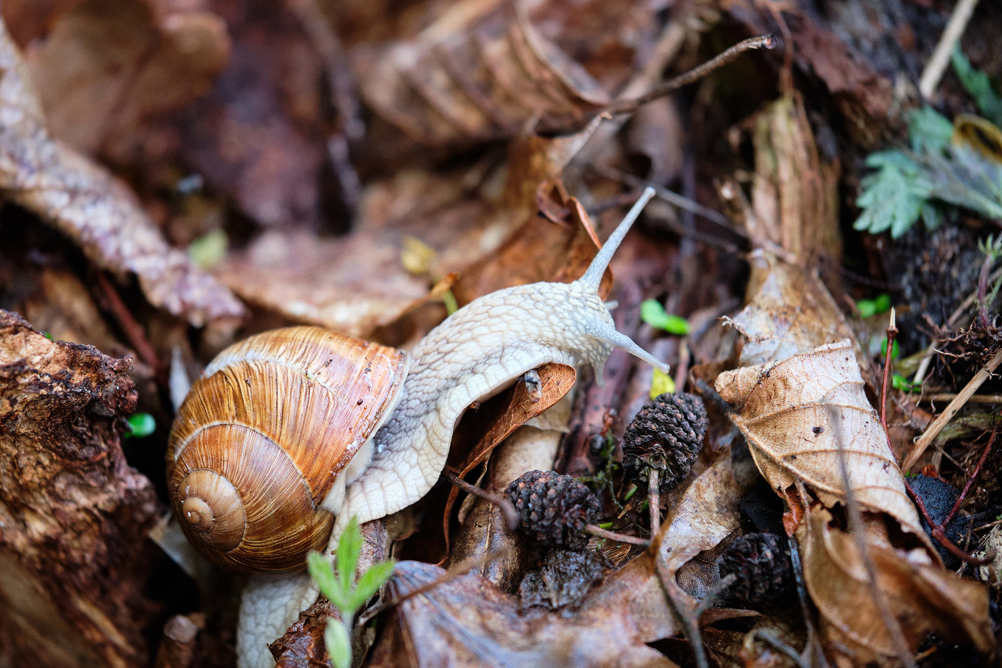 Weinbergschnecke - Ruciane Nida - Polen - Poland