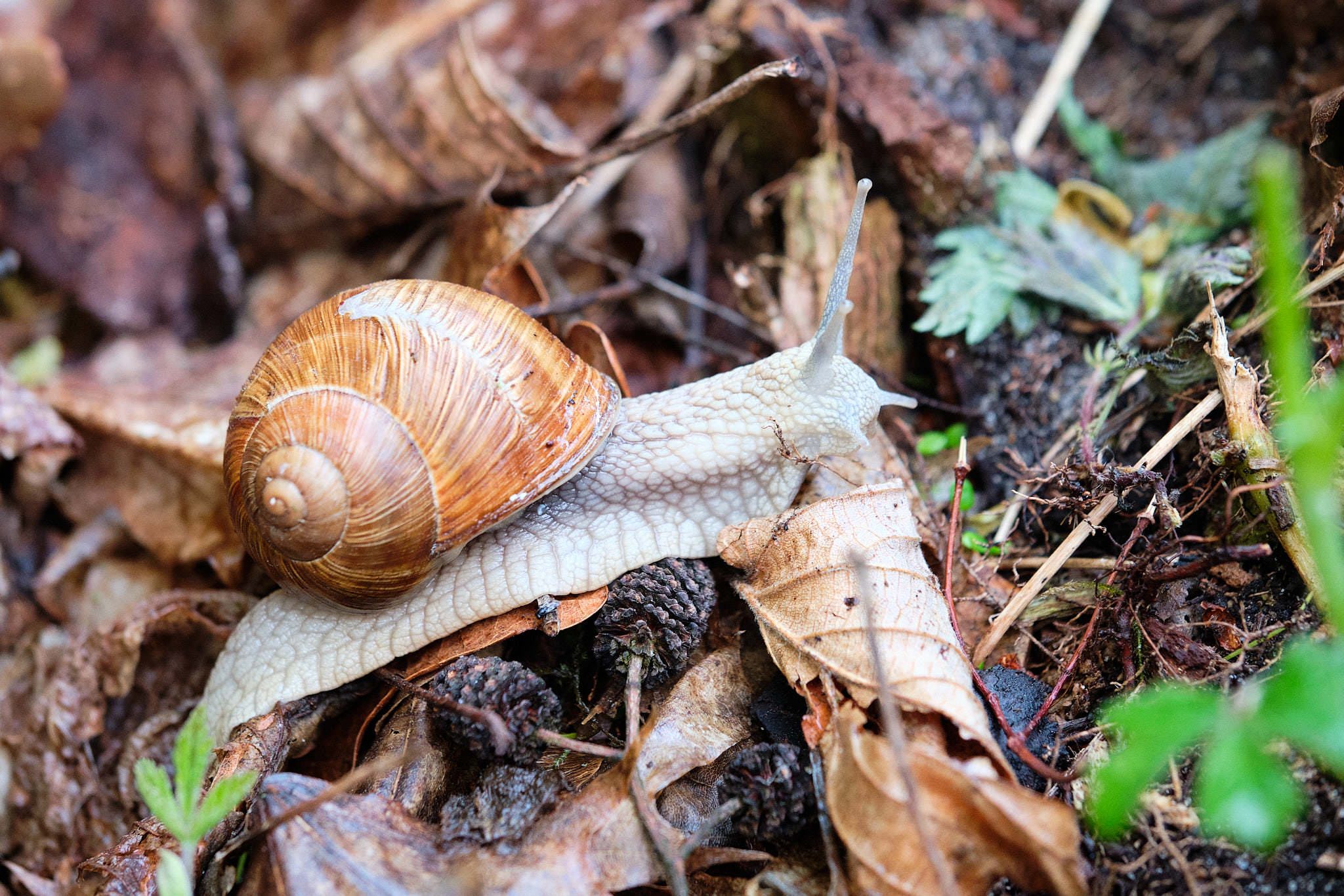Weinbergschnecke - Ruciane Nida - Polen - Poland