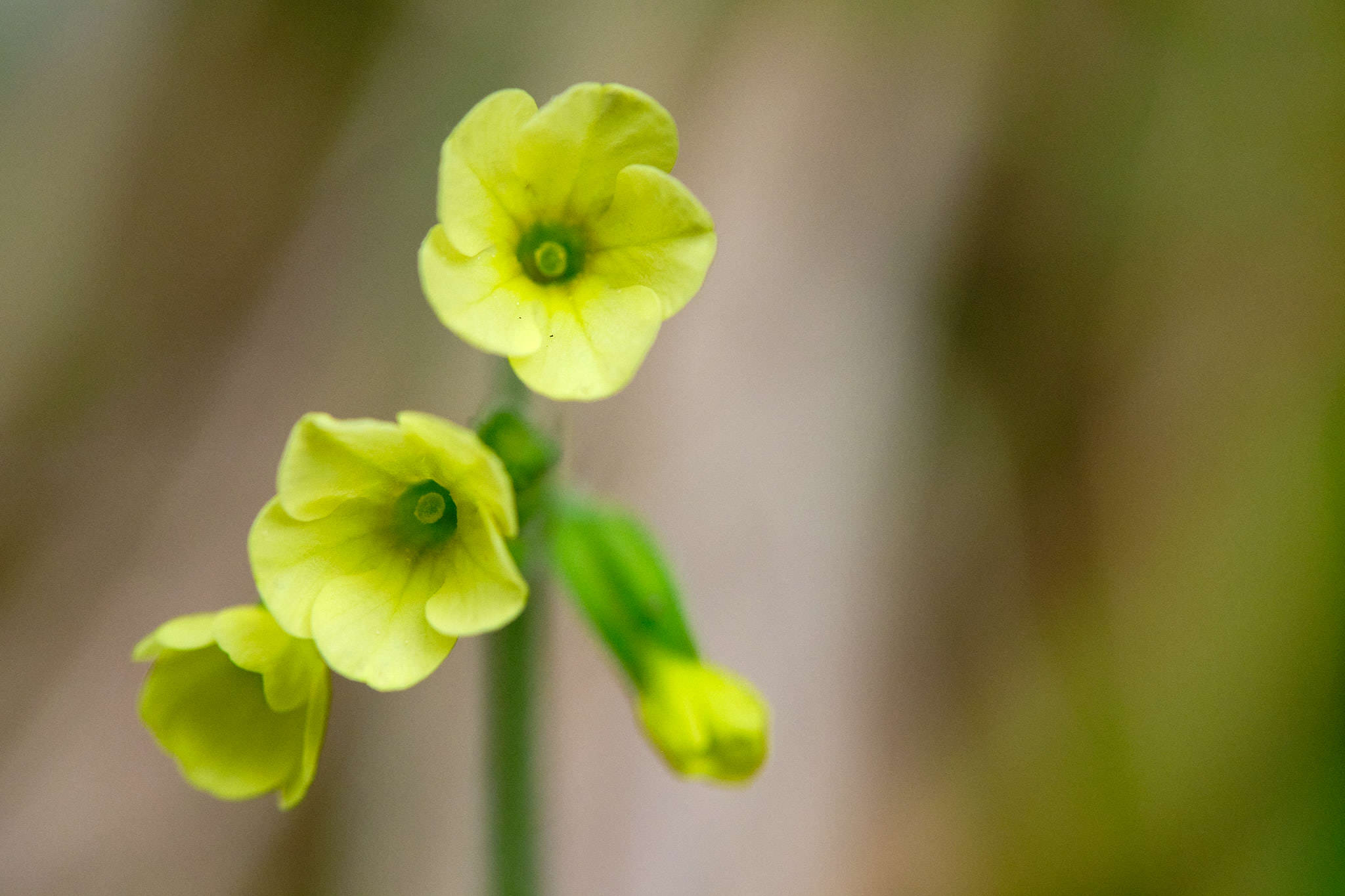 Wald-Schlüsselblume - Witow - Polen - Poland