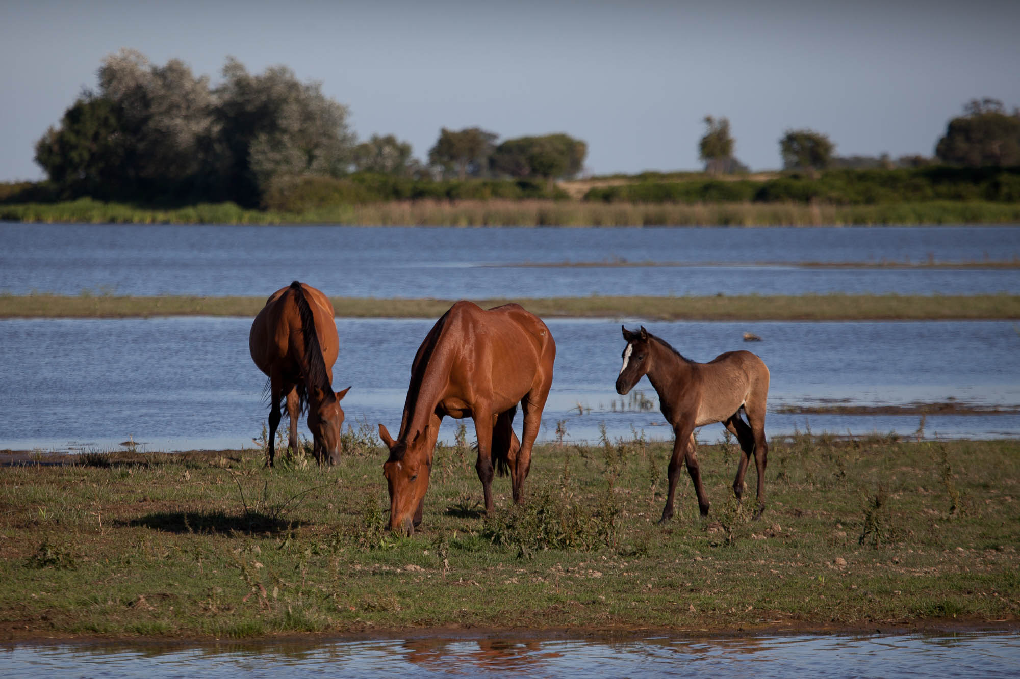Parque Nacional de Donaña - Andalucia - Spanien