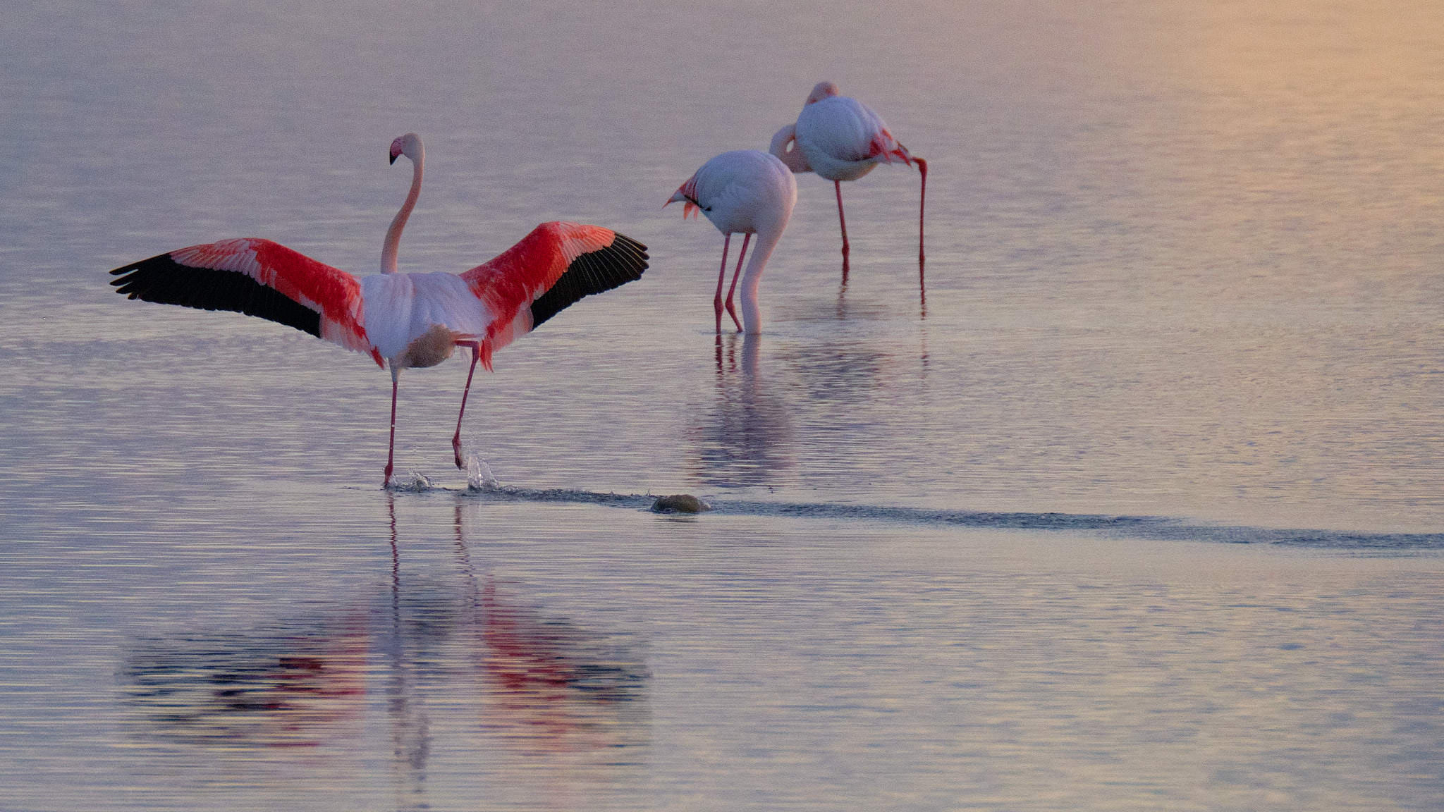 Flamingo - Delta de l'Ebre - Catalunya