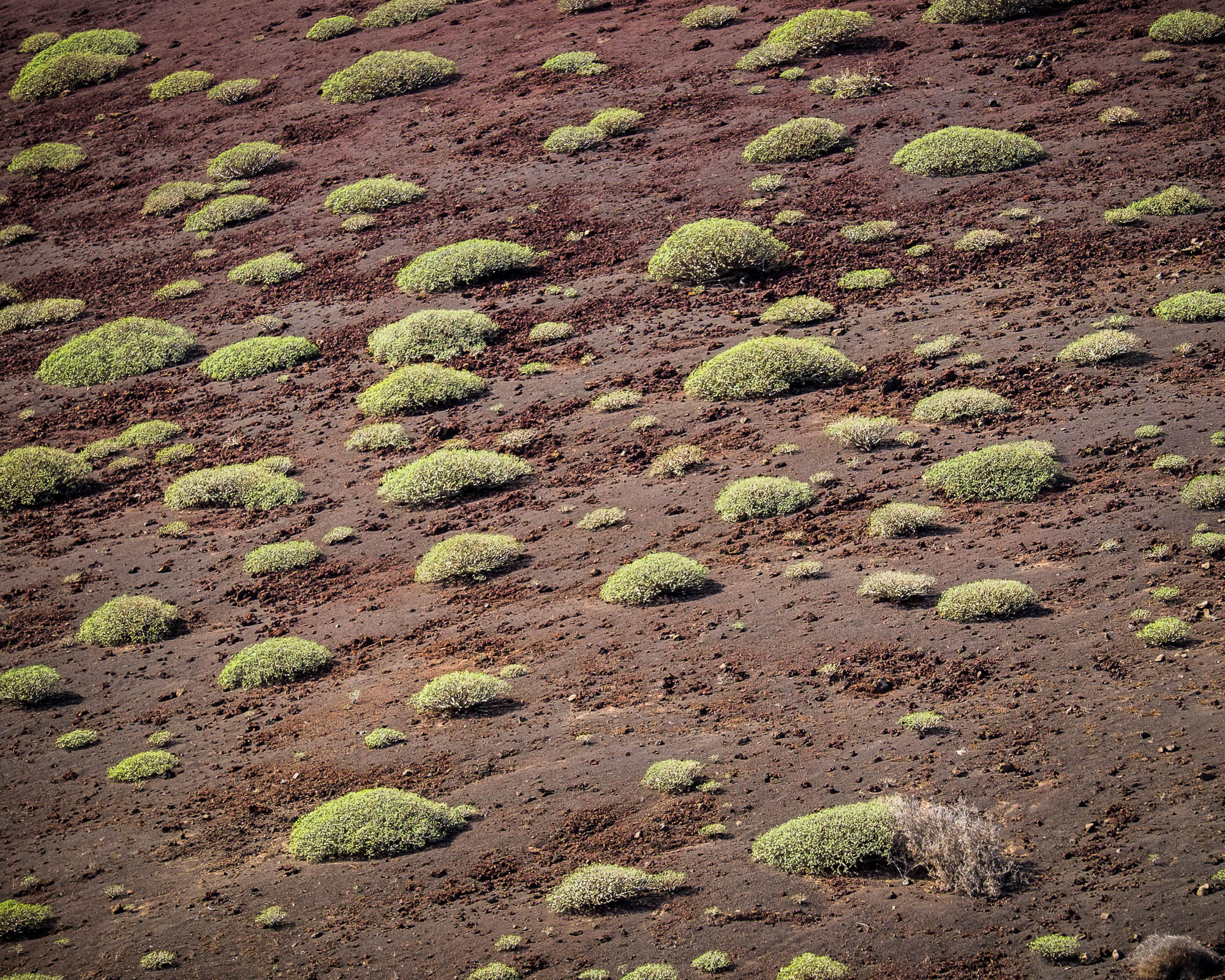Spanien - Lanzarote / Spain - Lanzarote