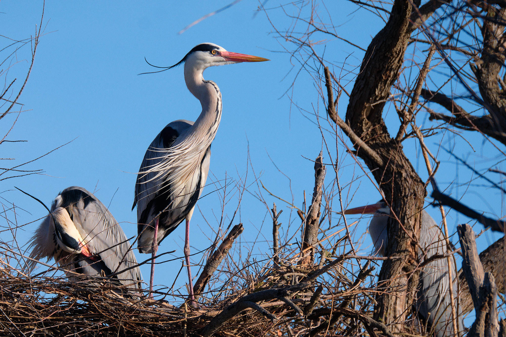Graureiher - Pont de Gau - Camargue