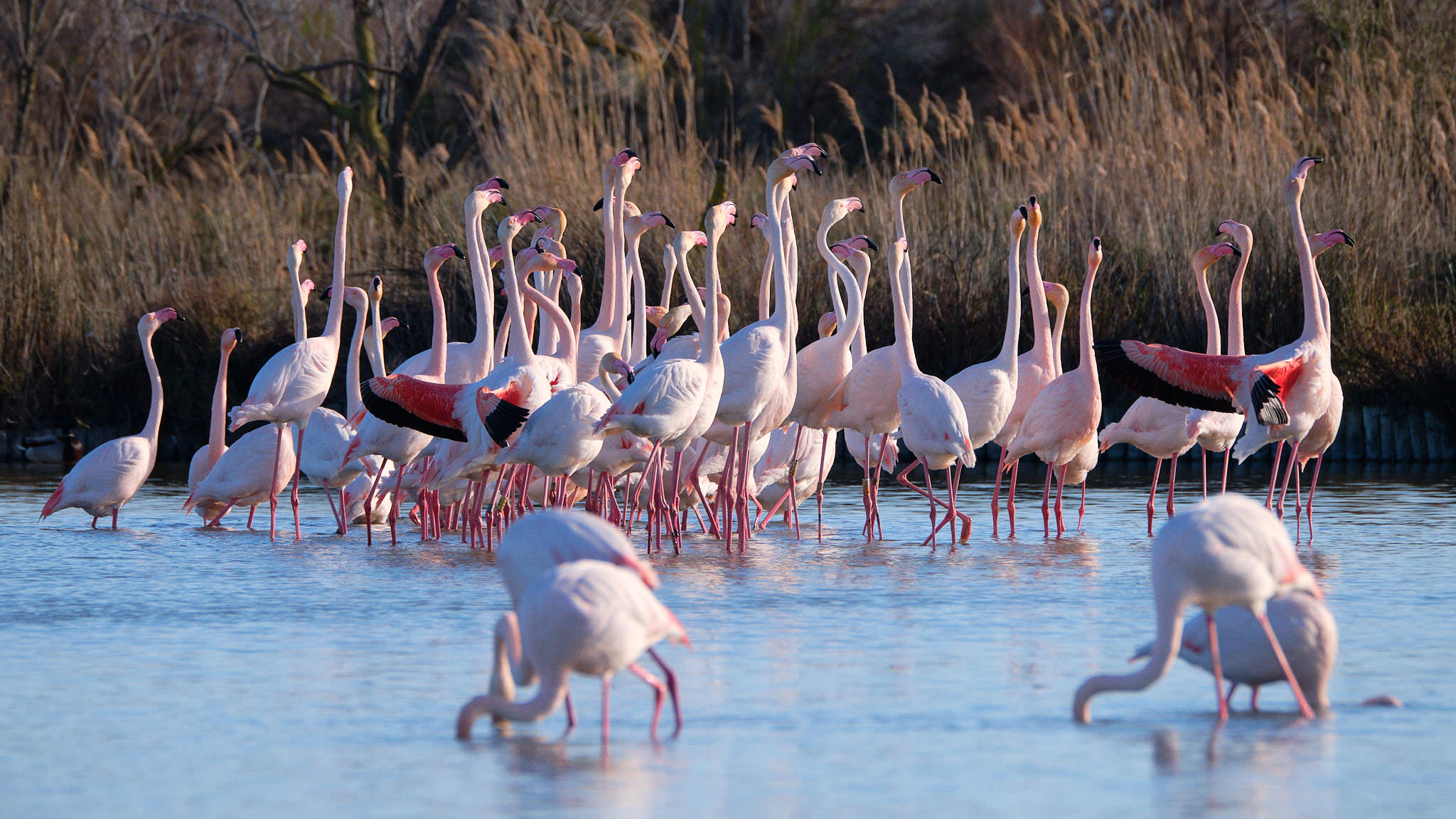 Flamingo - Pont de Gau - Camargue