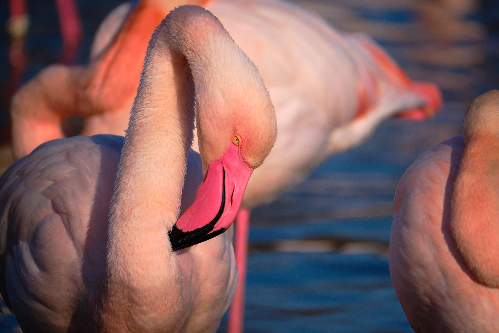 Flamingo - Pont de Gau - Camargue