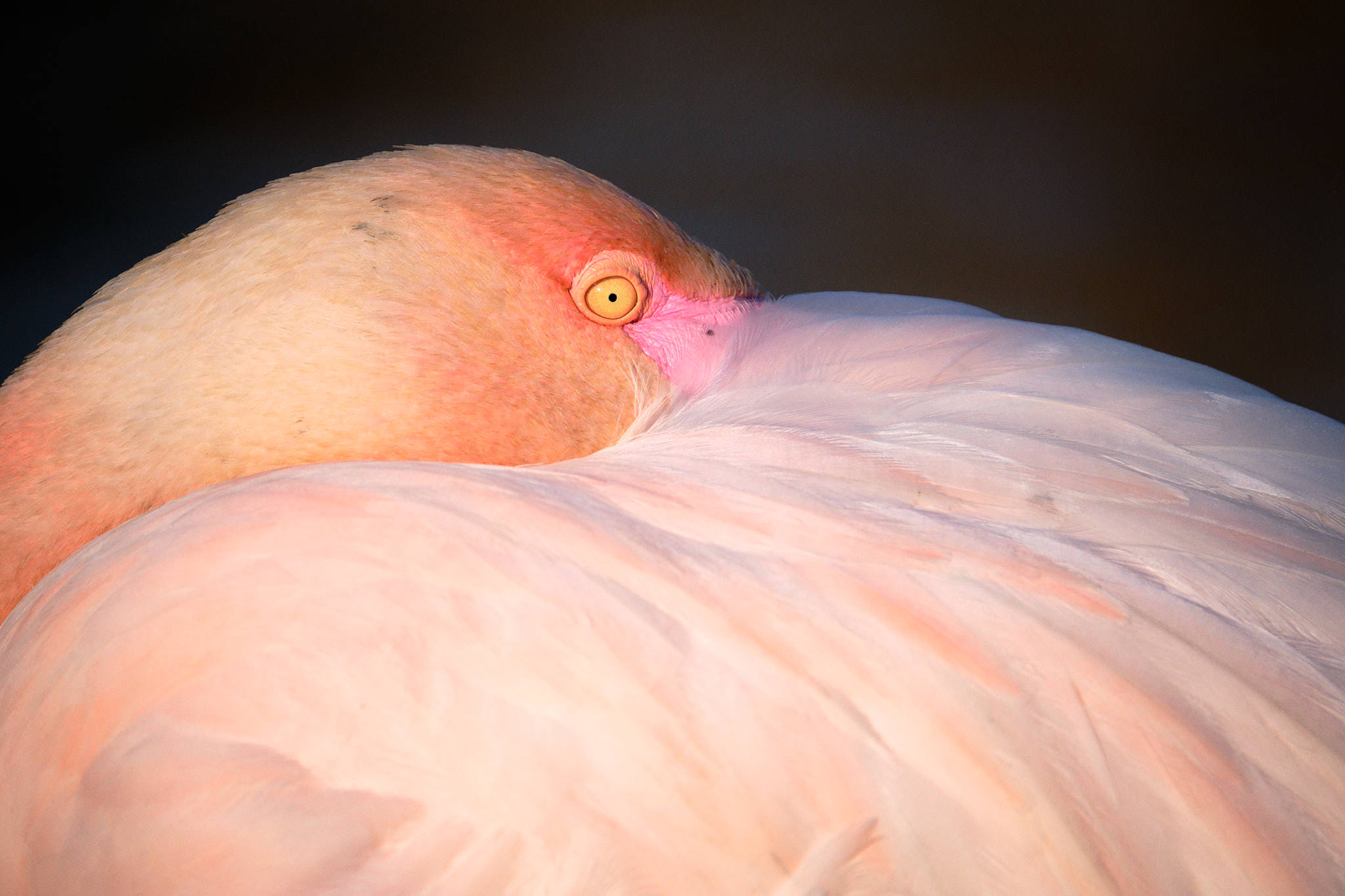 Flamingo - Pont de Gau - Camargue