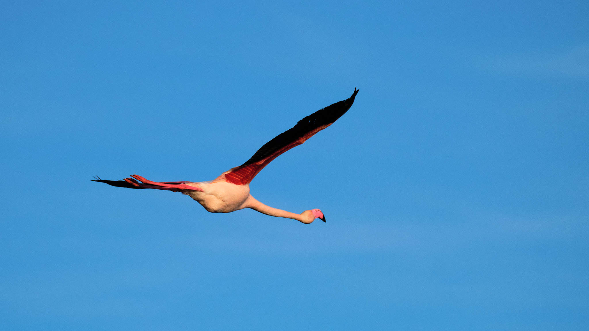 Flamingo - Pont de Gau - Camargue