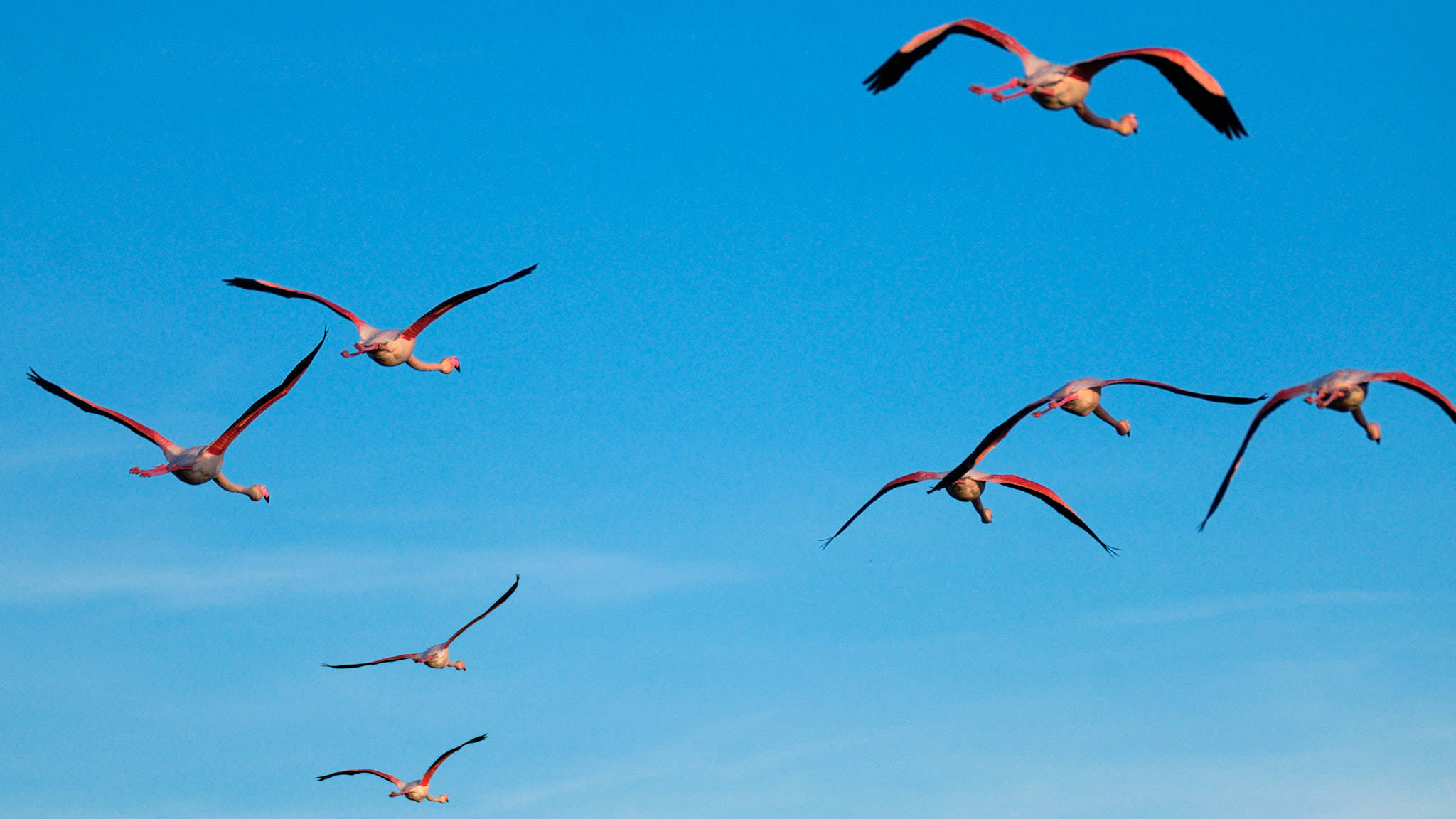 Flamingo - Pont de Gau - Camargue