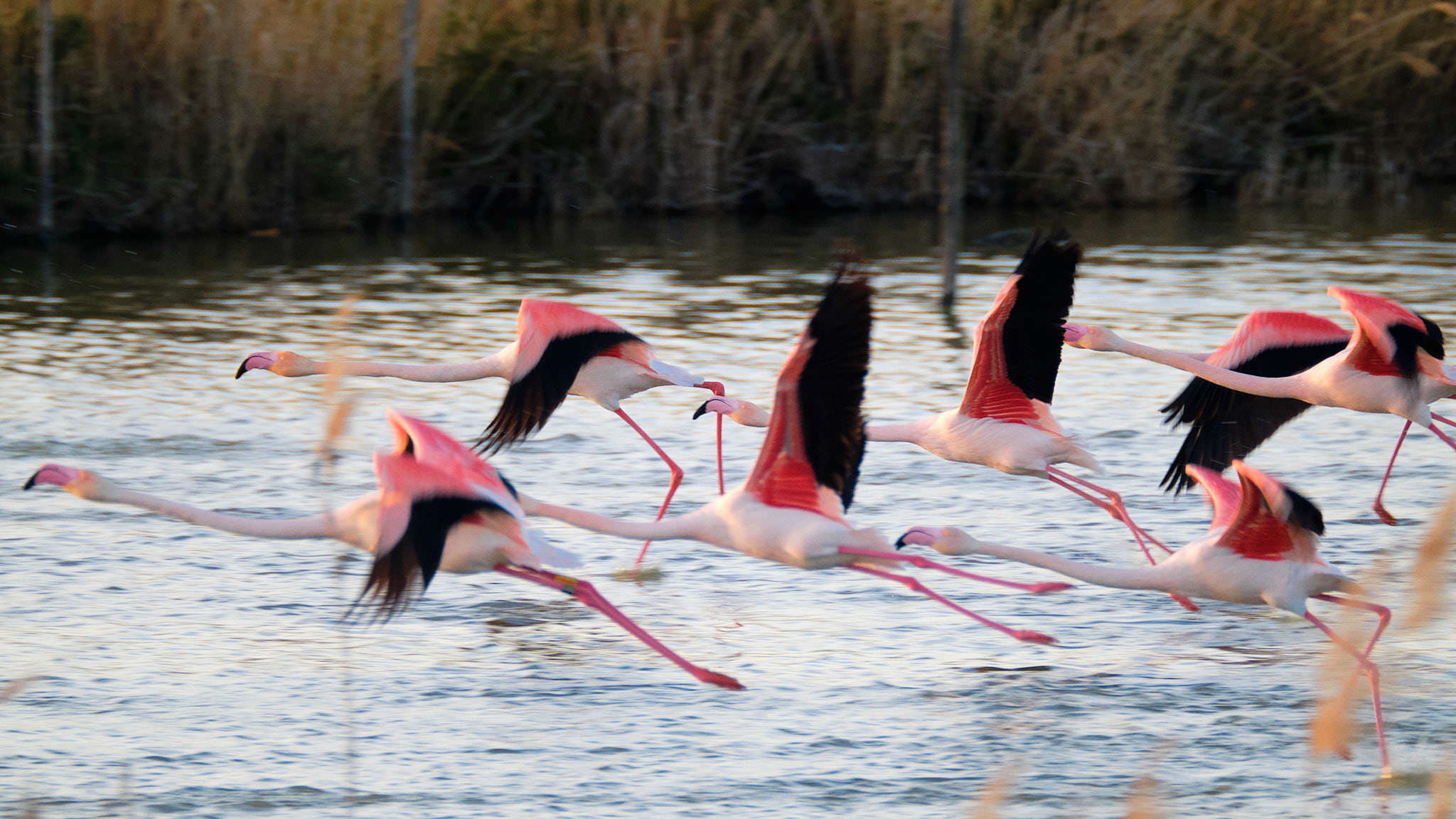 Flamingo - Pont de Gau - Camargue