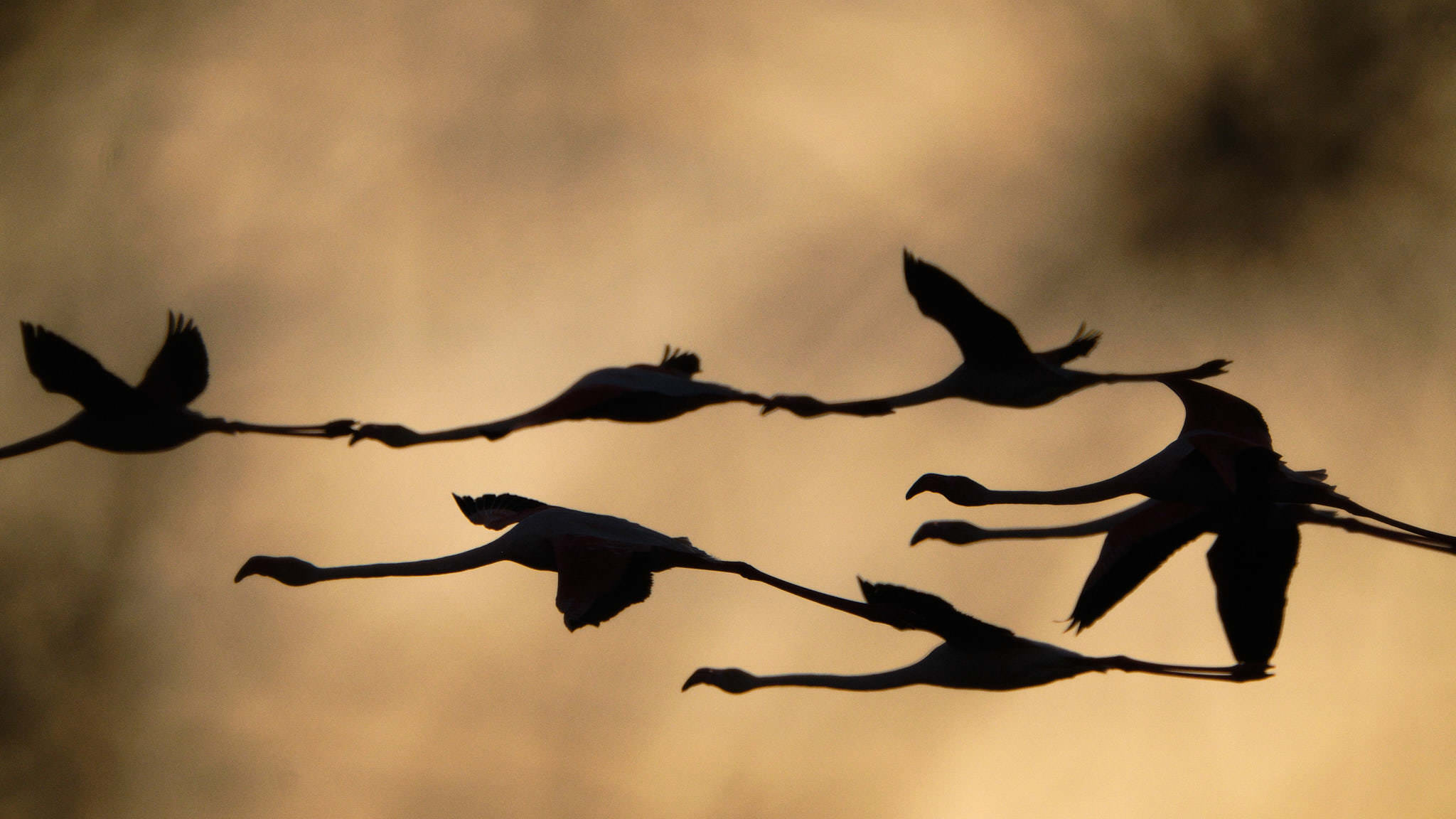 Flamingo - Pont de Gau - Camargue