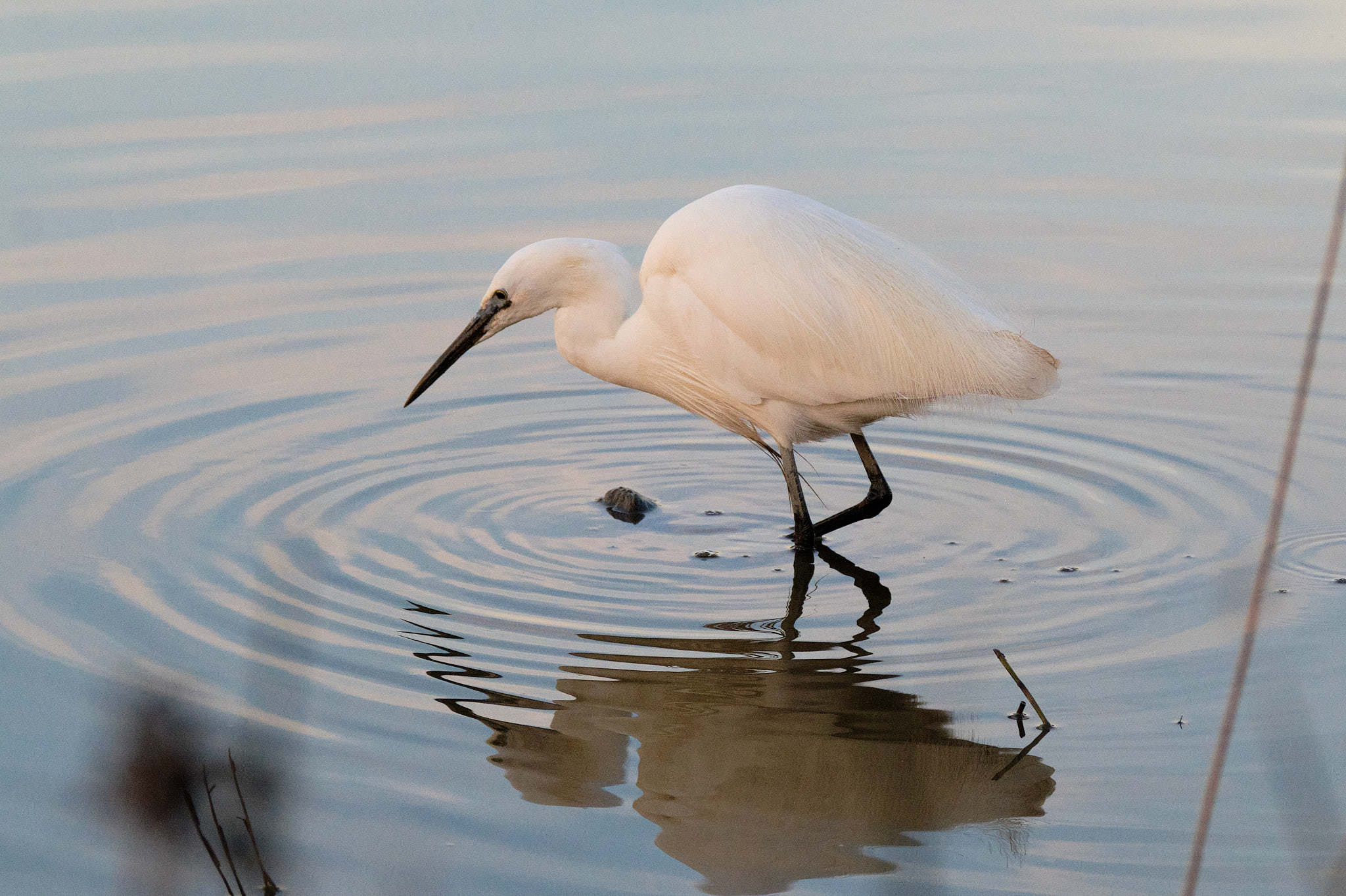 Seidenreiher - Pont de Gau - Camargue