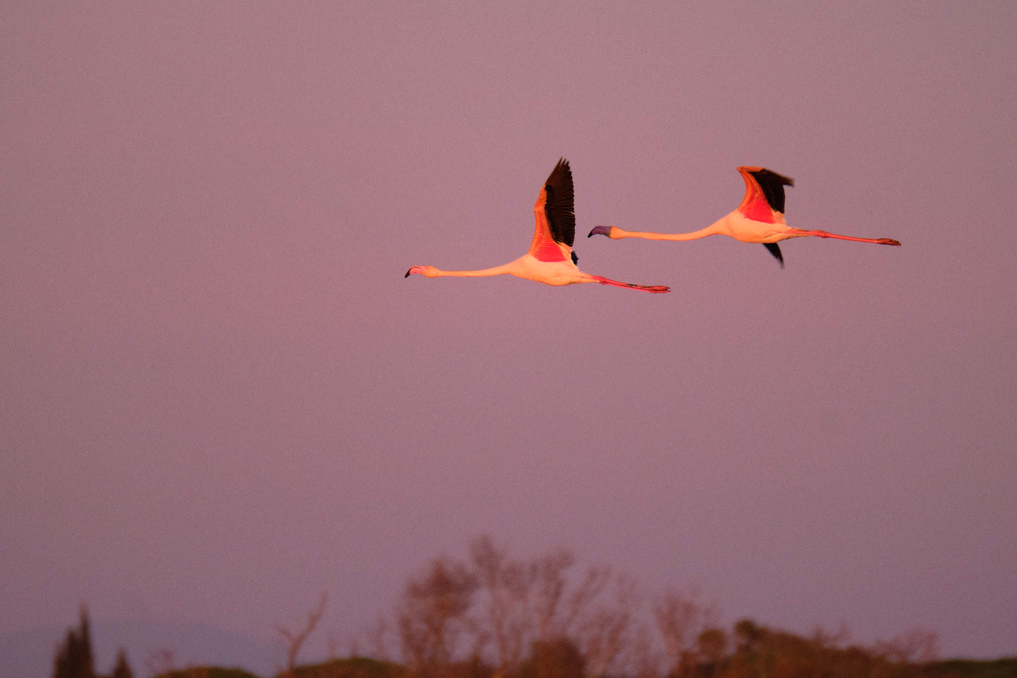 Flamingo - Pont de Gau - Camargue