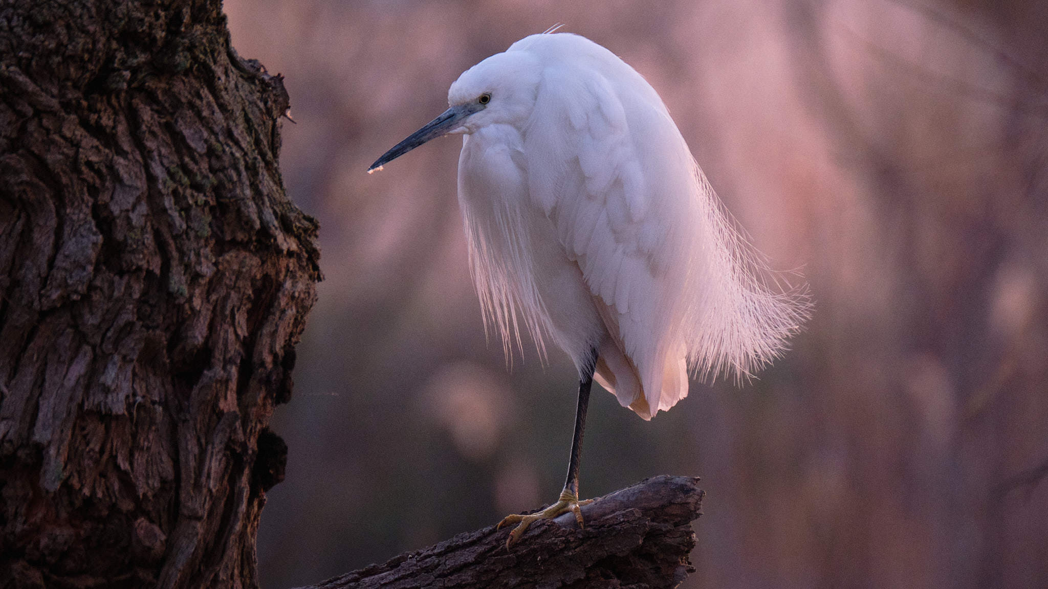 Seidenreiher - Pont de Gau - Camargue