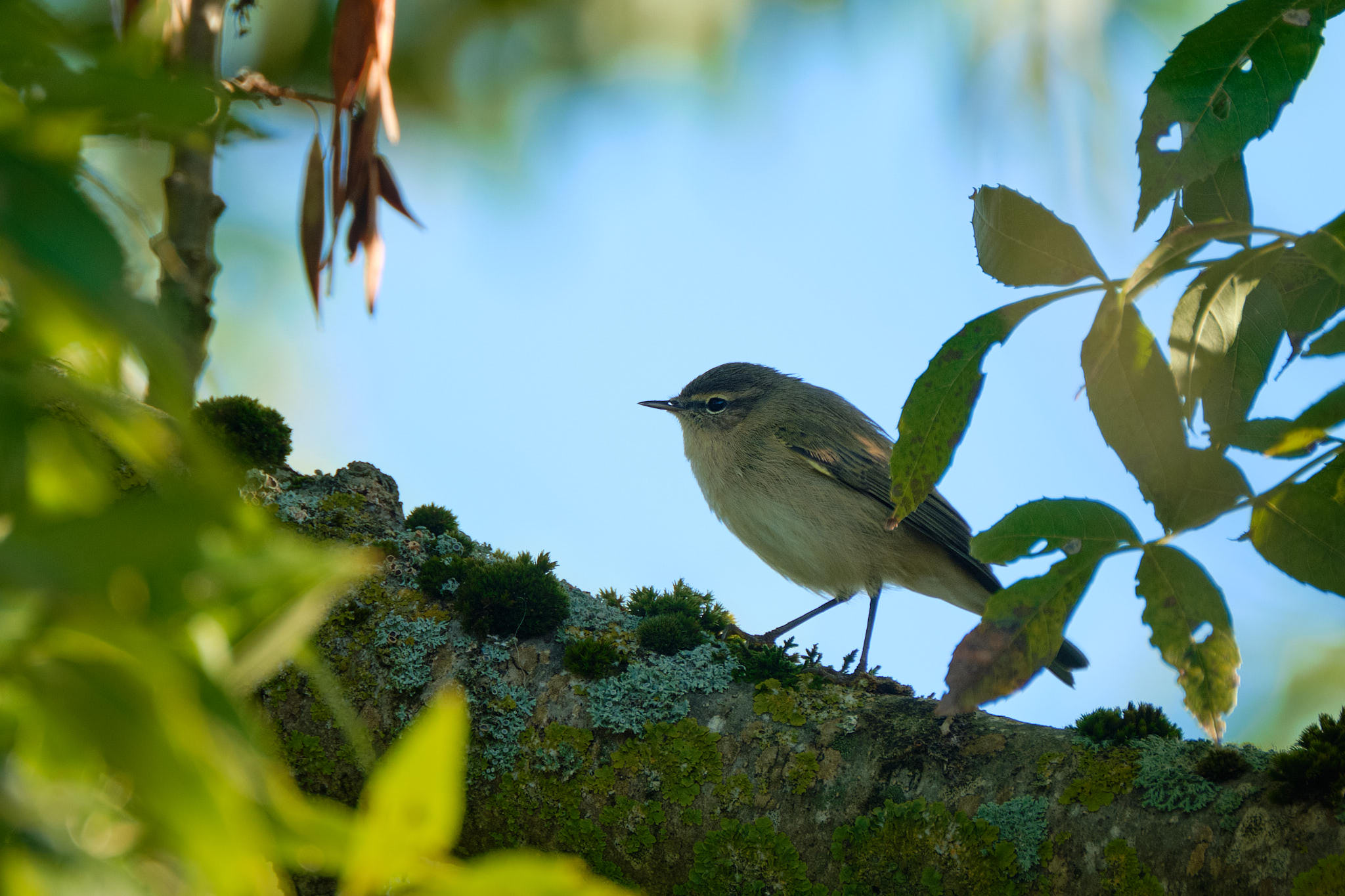 Charente-Maritim - Frankreich