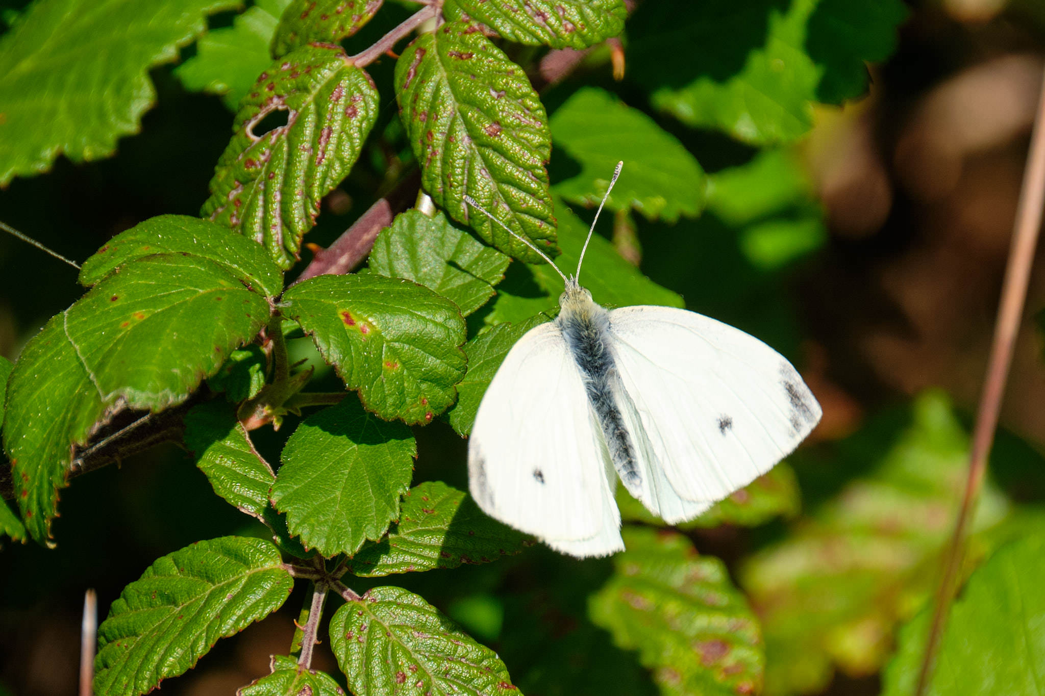 Charente Maritim 0486 XH11962