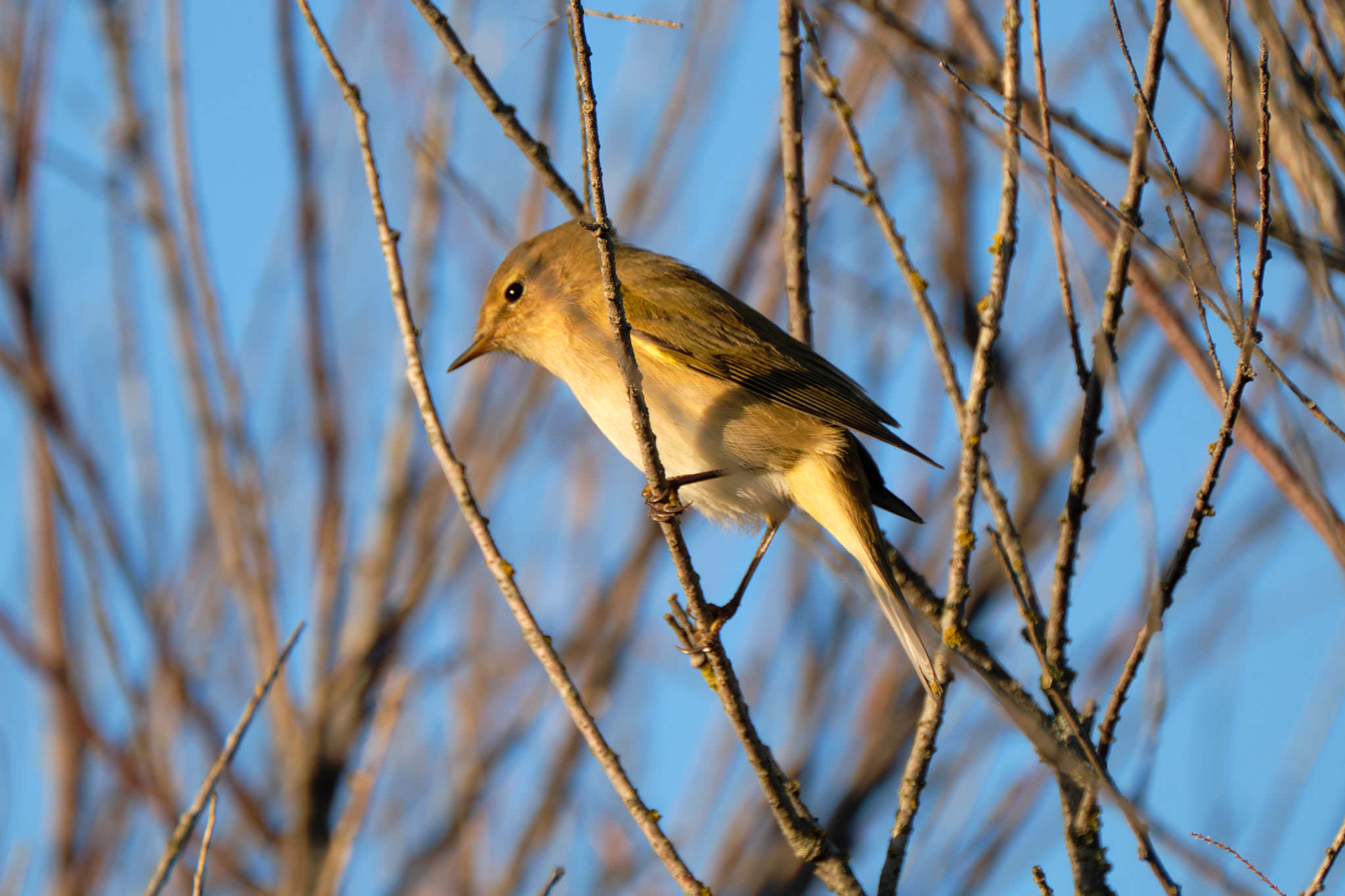 Charente Maritim 0631 XH12109