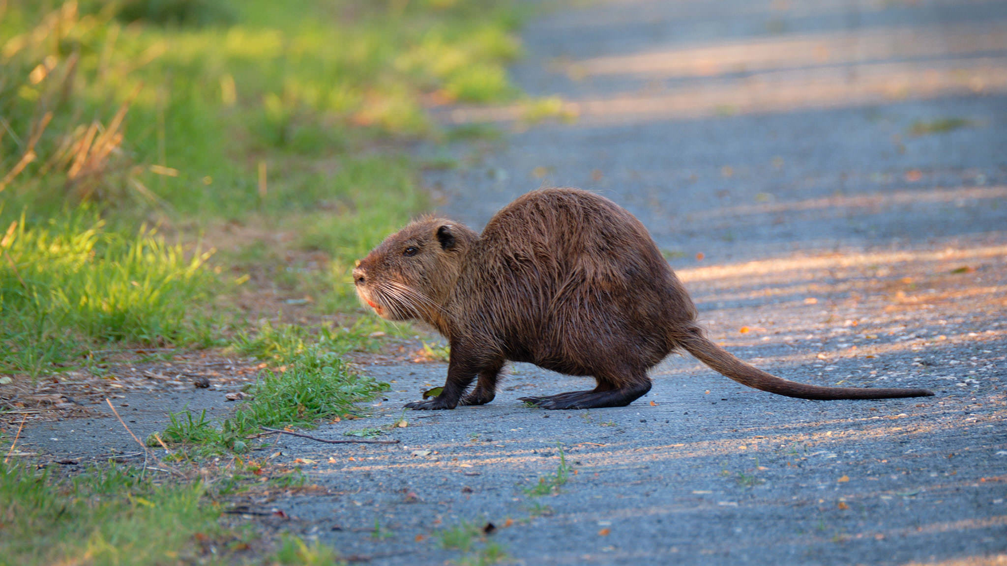 Charente Maritim 0643 XH12121
