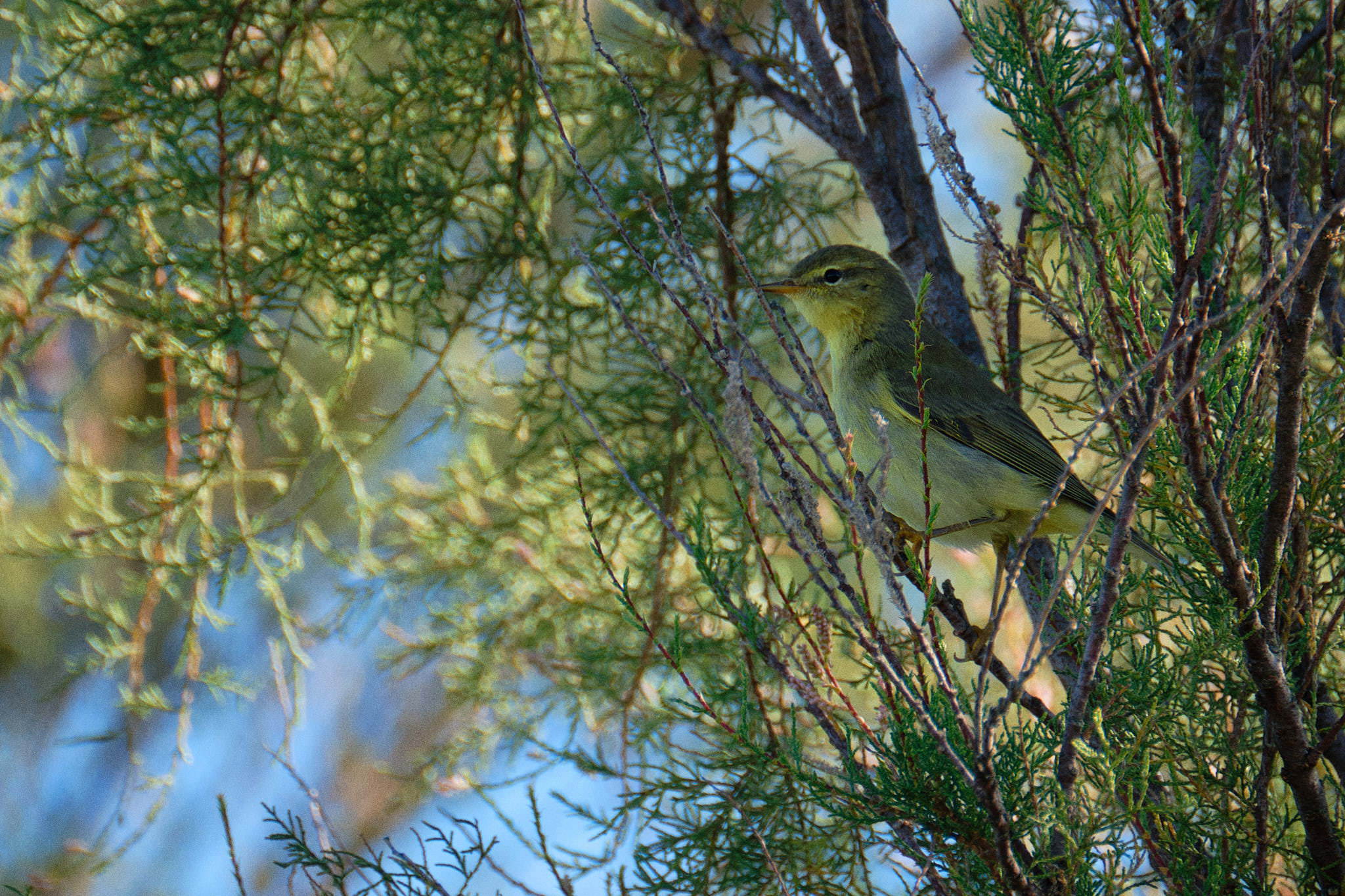 Charente Maritim 0714 XH12192