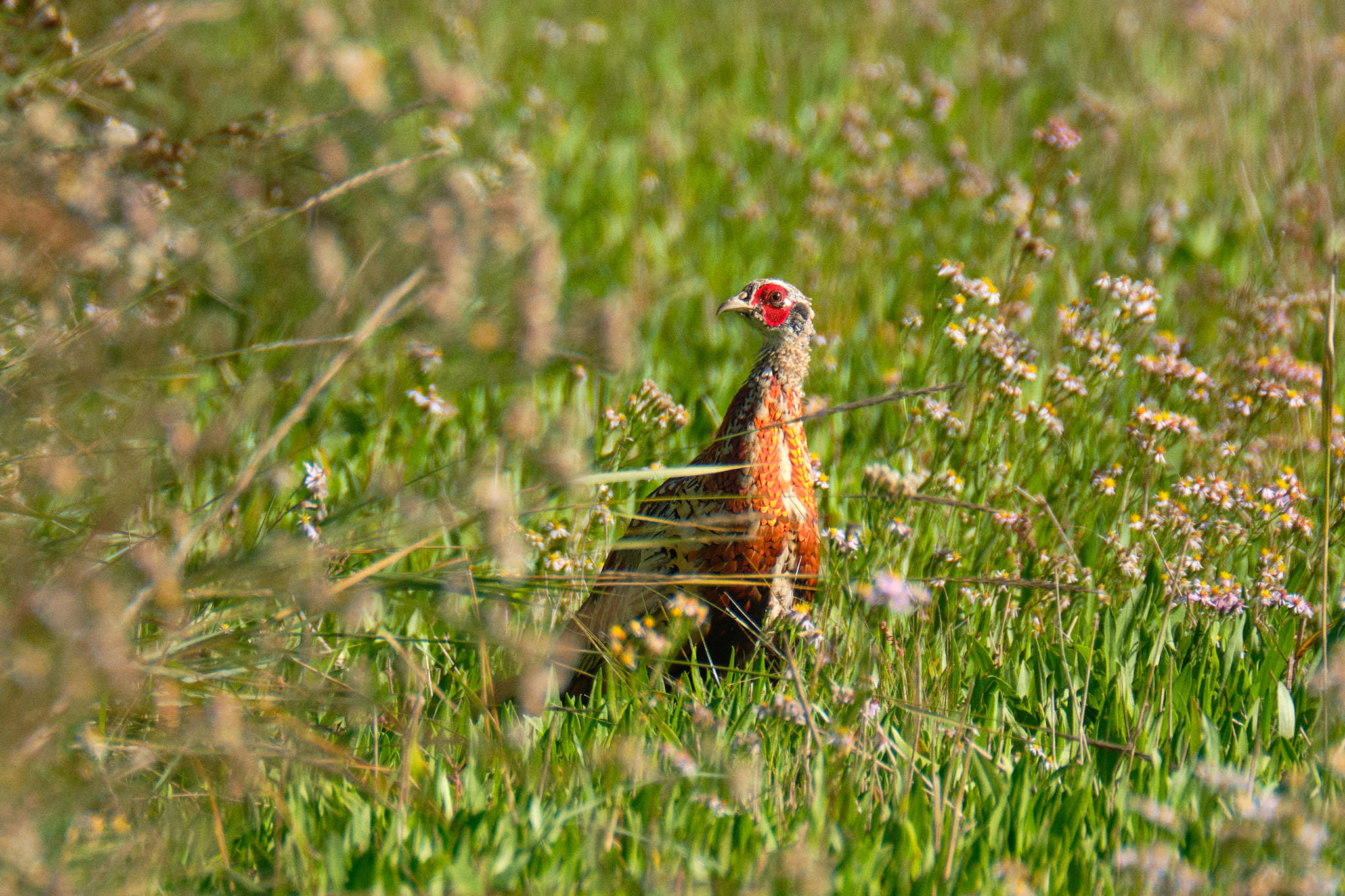 Charente Maritim 0733 XH12211