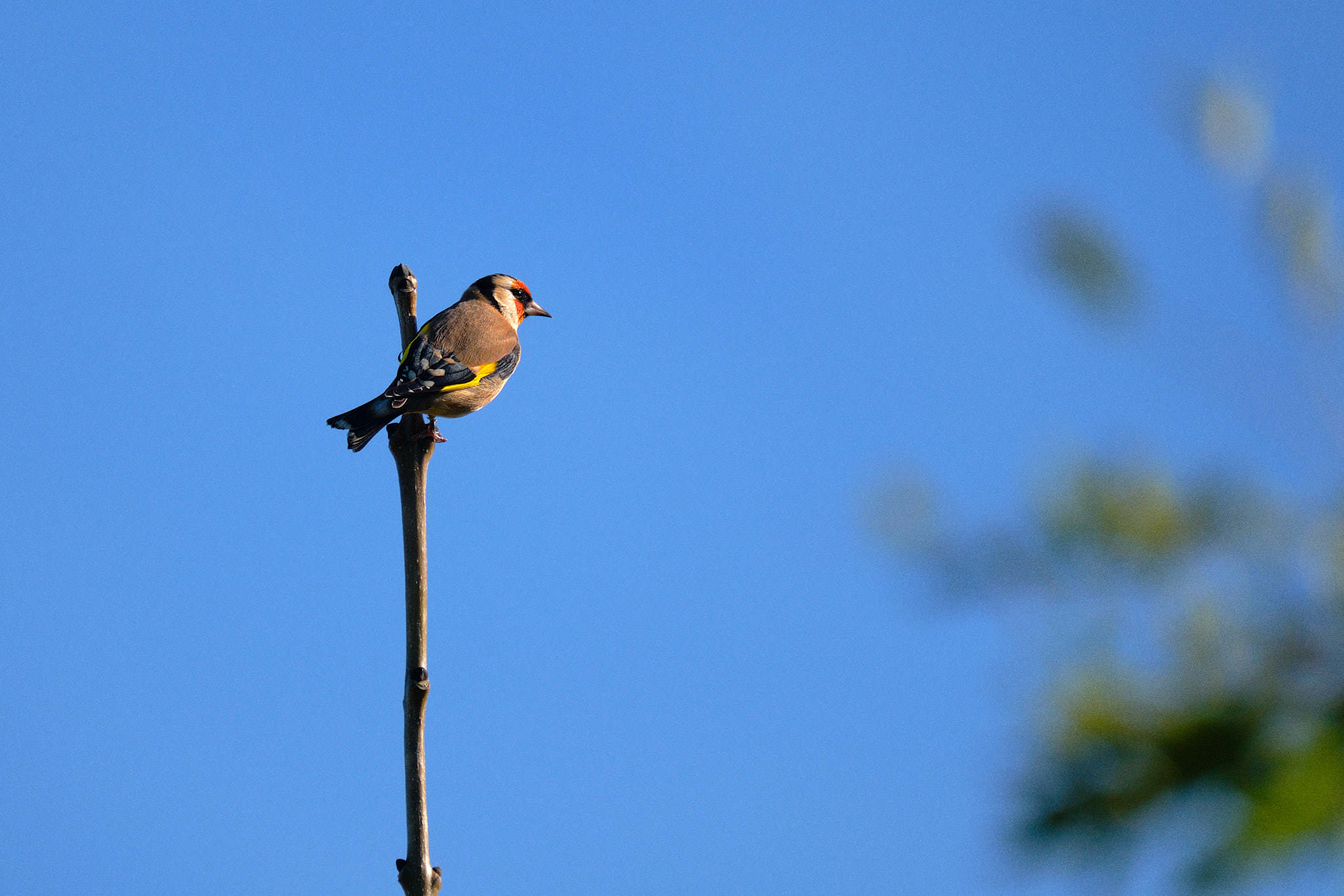 Charente Maritim 0830 XH12308