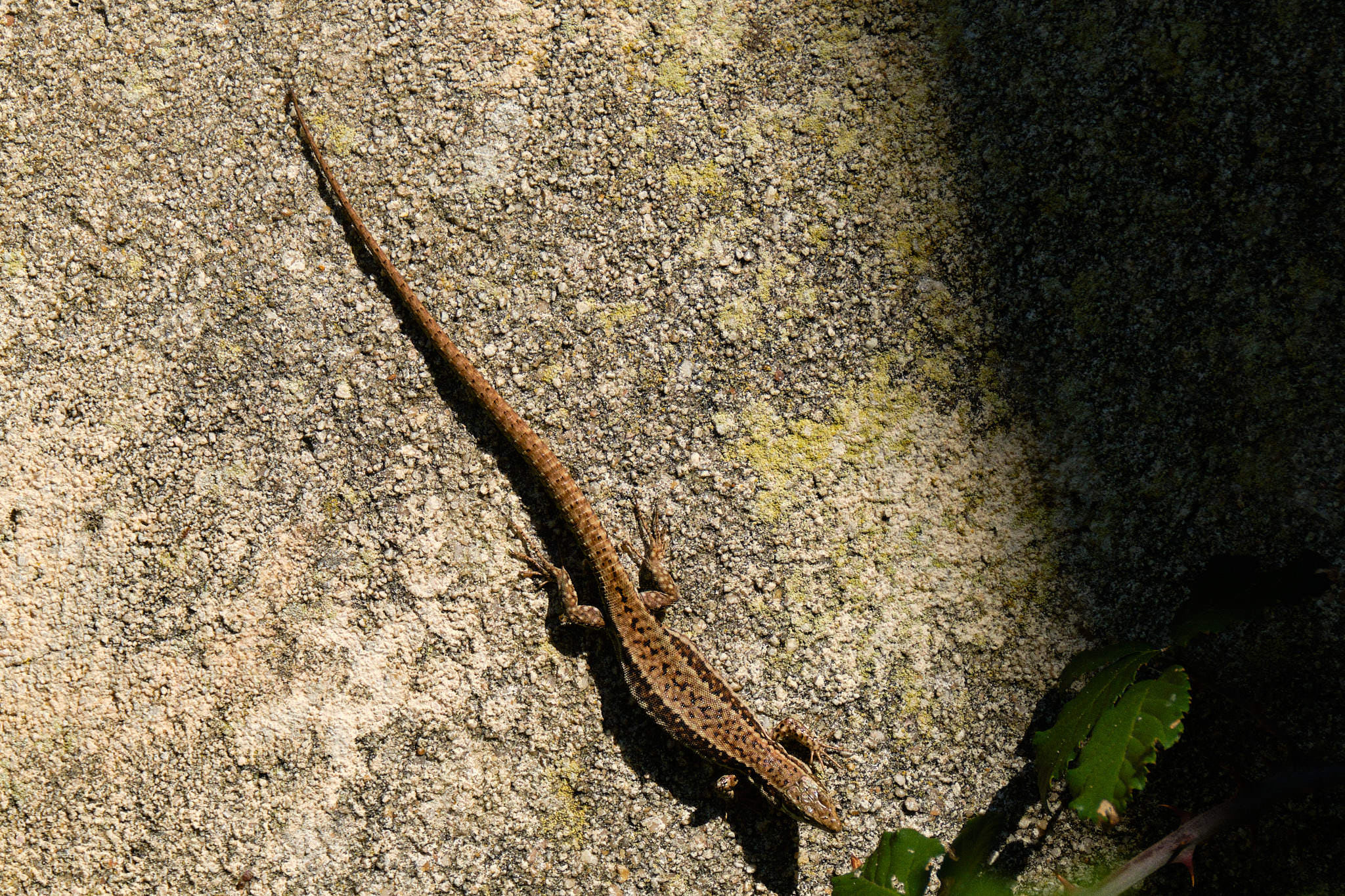 Charente Maritim 0848 XH12326