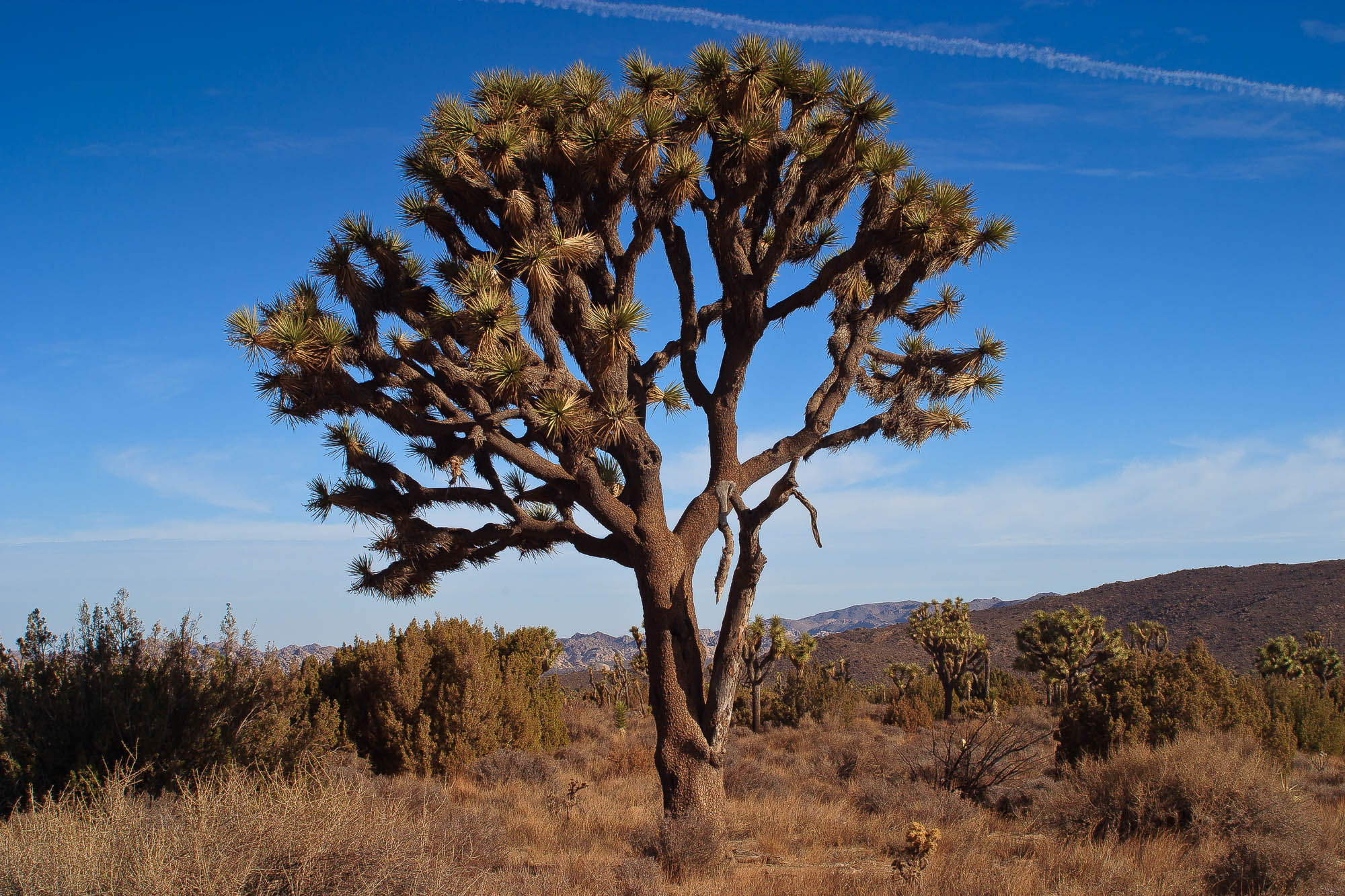 USA - Kalifornien / California