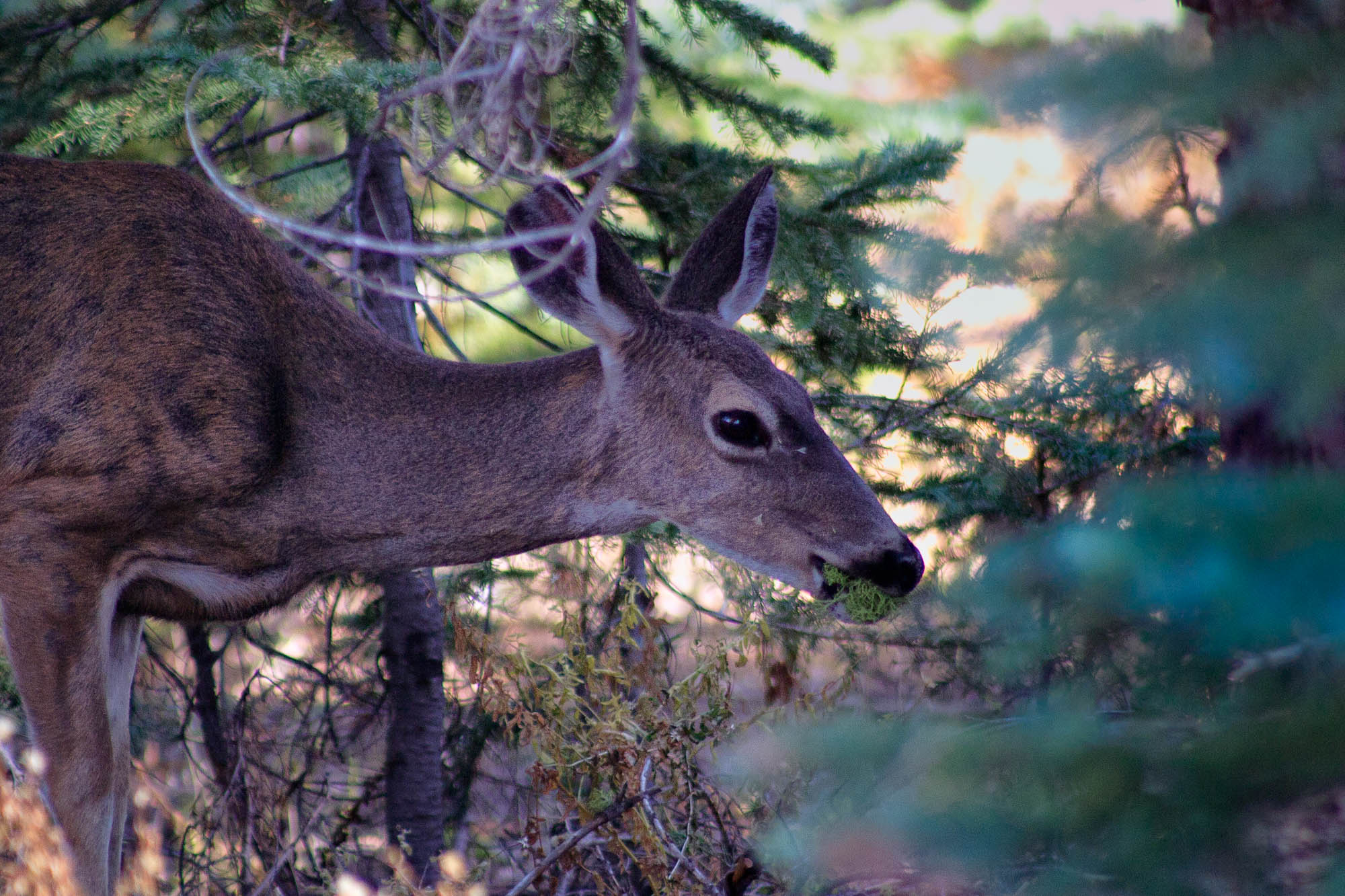 USA - Kalifornien / California