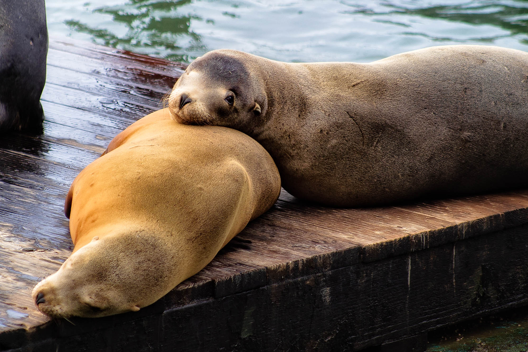 CRW 1318 SharpScreen