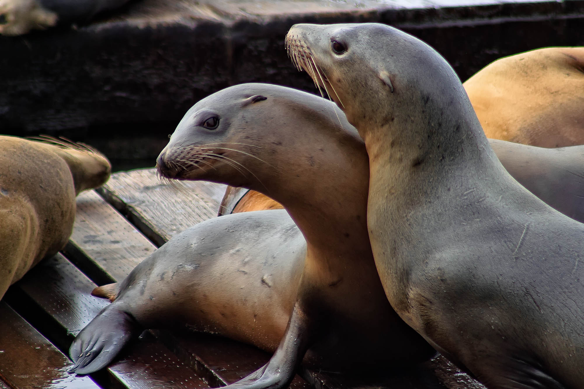 USA - Kalifornien / California