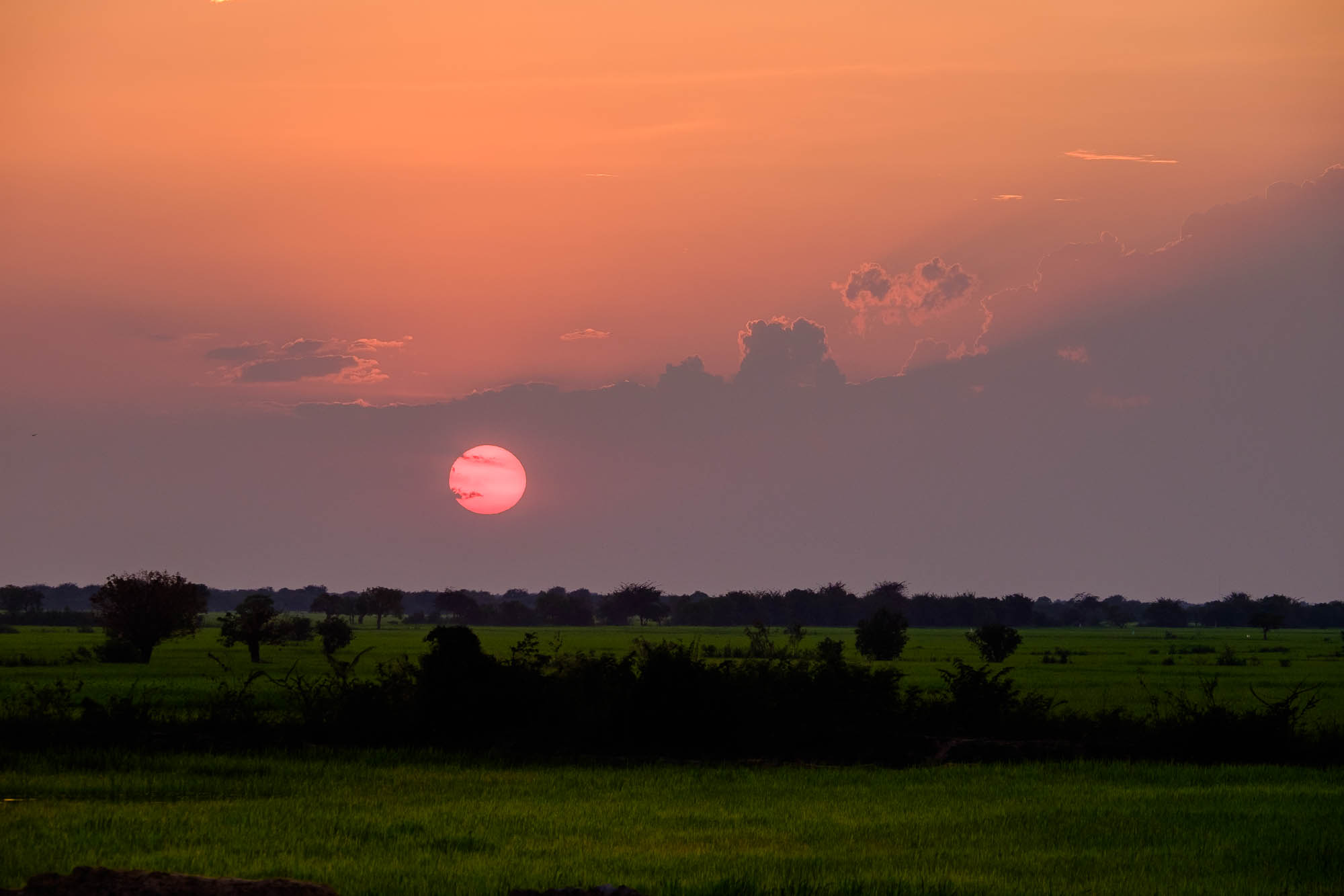 Sunset over rice fields - Cambodia