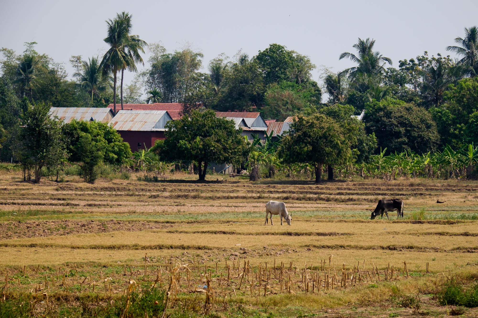 Kambodscha / Cambodia