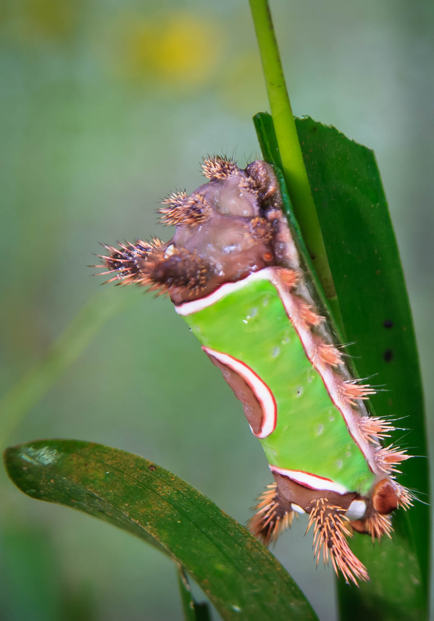 Colorful caterpillar in Monteverde