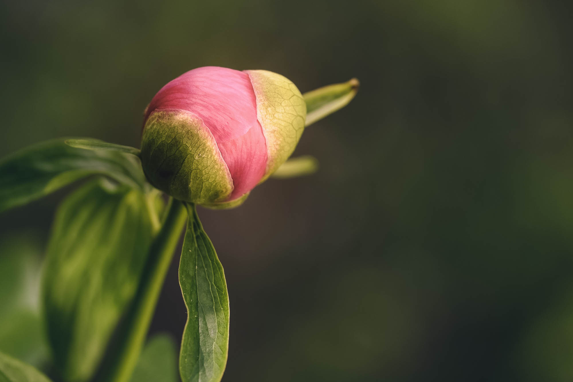 Pfingstrose im Garten