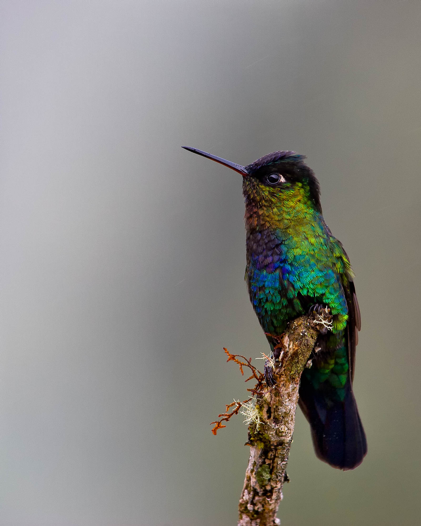 Let me introduce myself, I'm a colibri