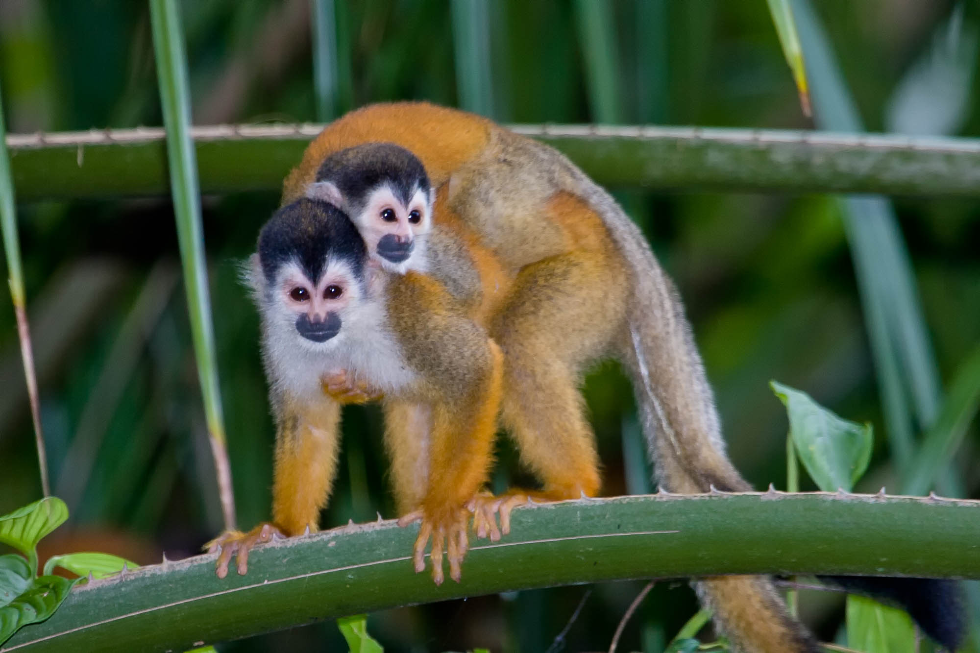 Costa Rica