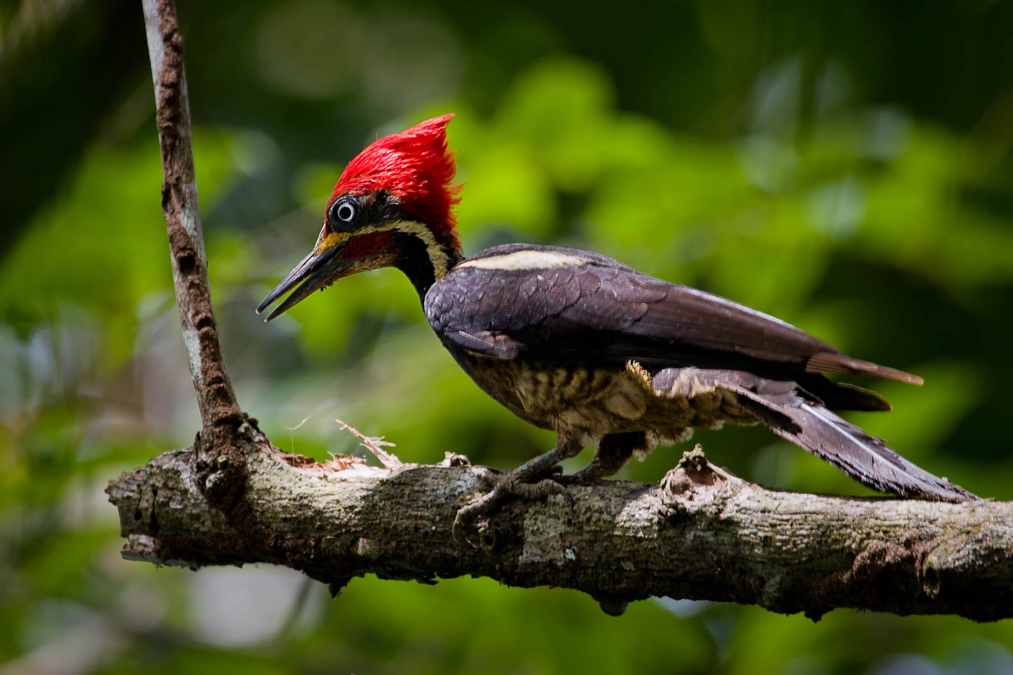 Costa Rica